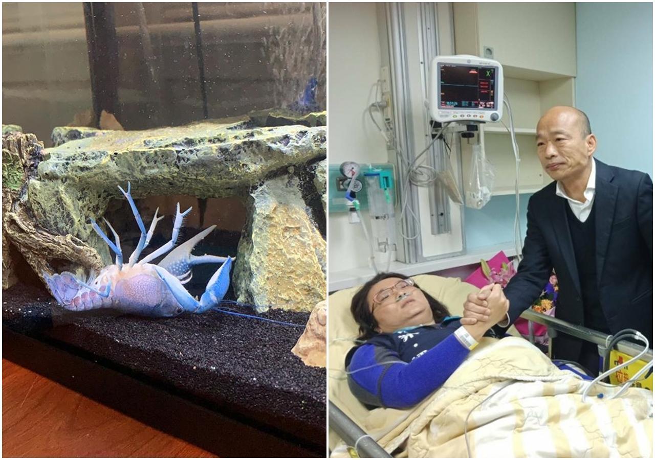 近日臉書有段小龍蝦「自夾手」影片爆紅，許多台灣網友都直接聯想到國民黨立委陳玉珍「夾手」事件。（翻攝自臉書）