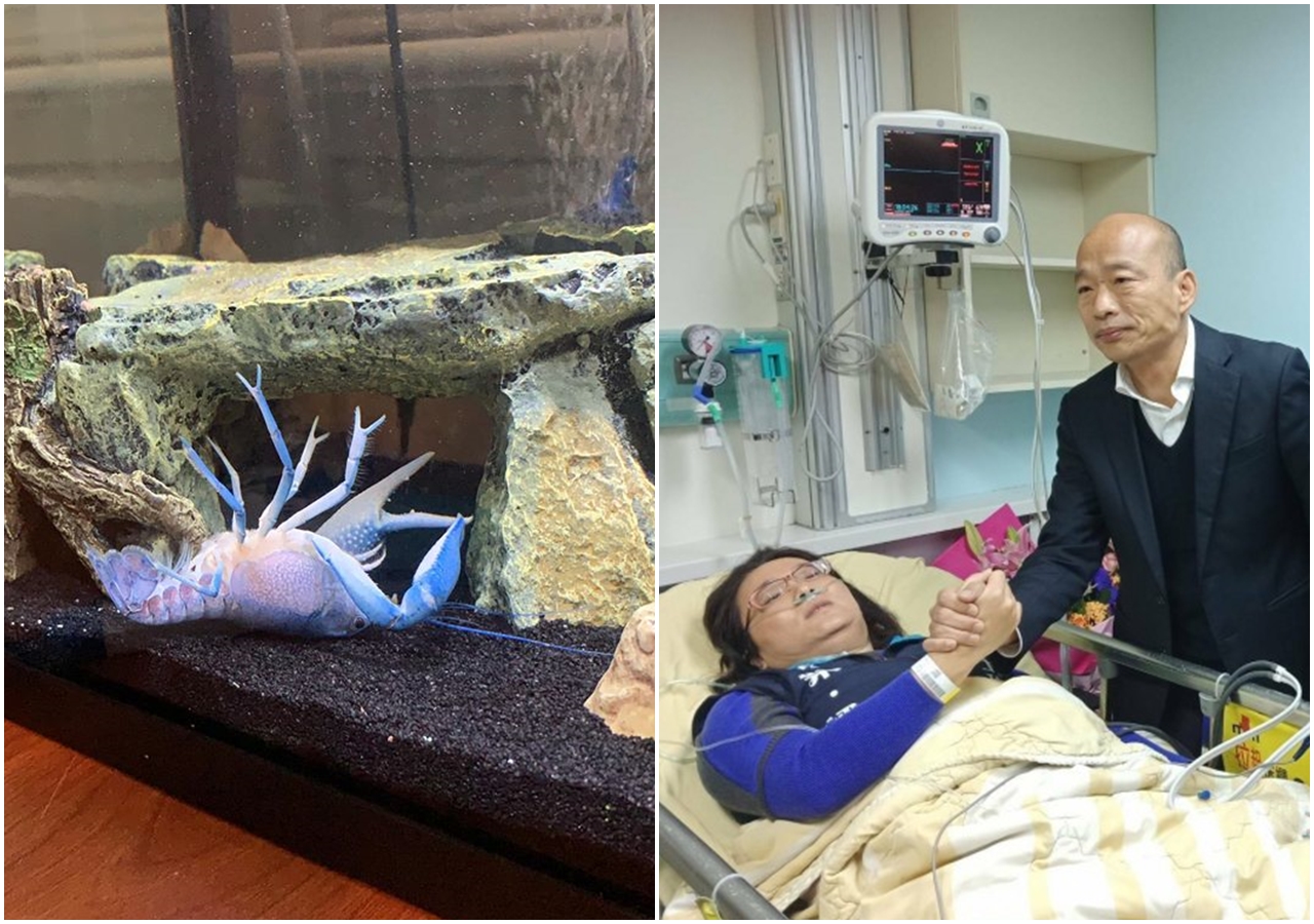 近日臉書有段小龍蝦「自夾手」影片爆紅，許多台灣網友都直接聯想到國民黨立委陳玉珍「夾手」事件。（翻攝自臉書）