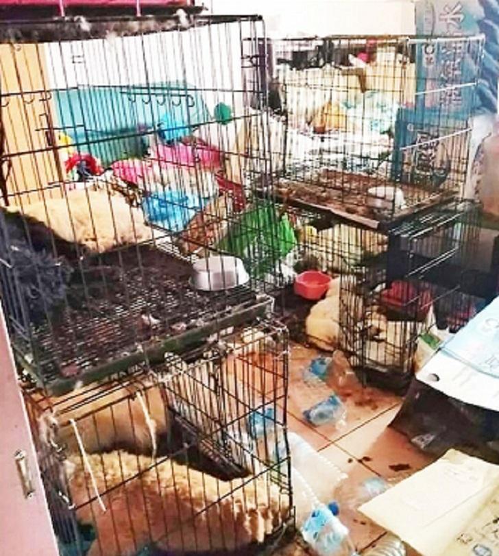 從套房大門往內看狗屍一片、有的犬隻被撕咬僅剩狗頭。(翻攝畫面)