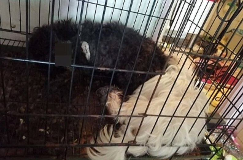 套房內狗屍一片。（翻攝畫面）