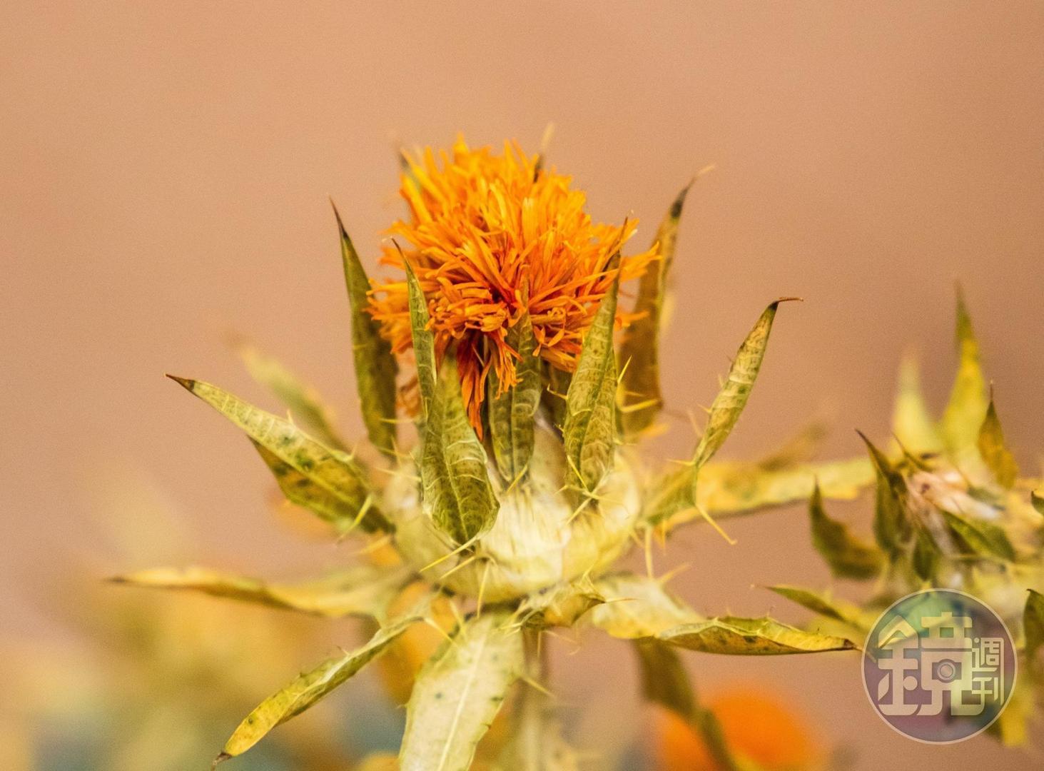 山形縣縣花「紅花」為天然紅色染料,常用來製作女性的口紅及染布。