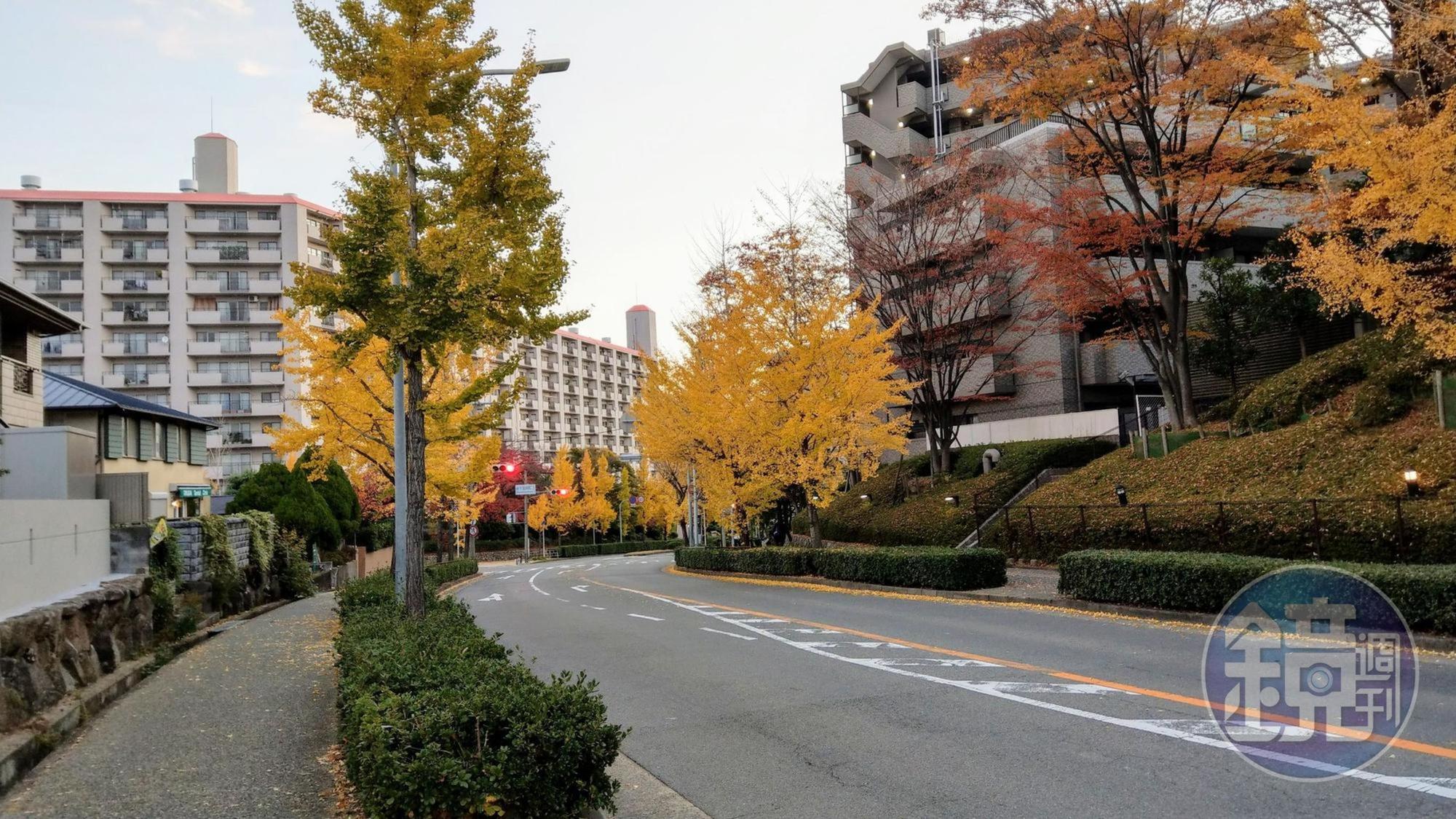 本刊12月初赴日本大阪代表官邸實地查看，看不出工事進行中的樣子，附近銀杏樹黃得相當美麗。