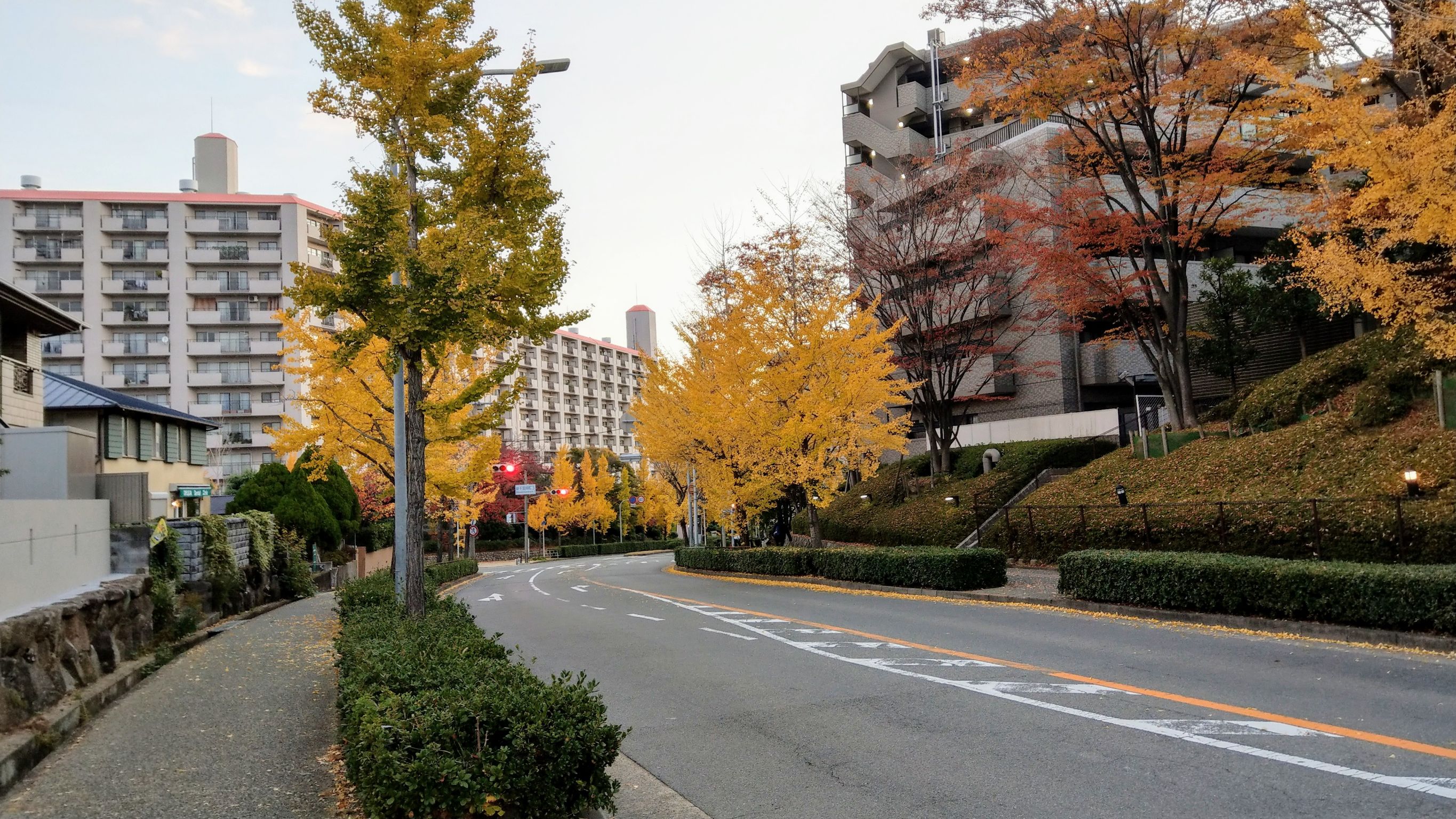 本刊12月初赴日本大阪代表官邸實地查看，看不出工事進行中的樣子，附近銀杏樹黃得相當美麗。