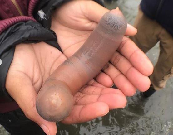 單環刺螠因外型貌似男性陰莖,俗稱「陰莖魚」。(擷取自baynaturemagazine IG)