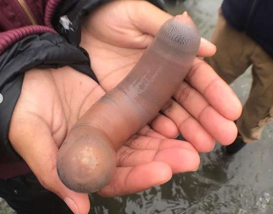 單環刺螠因外型貌似男性陰莖，俗稱「陰莖魚」。（擷取自baynaturemagazine IG）