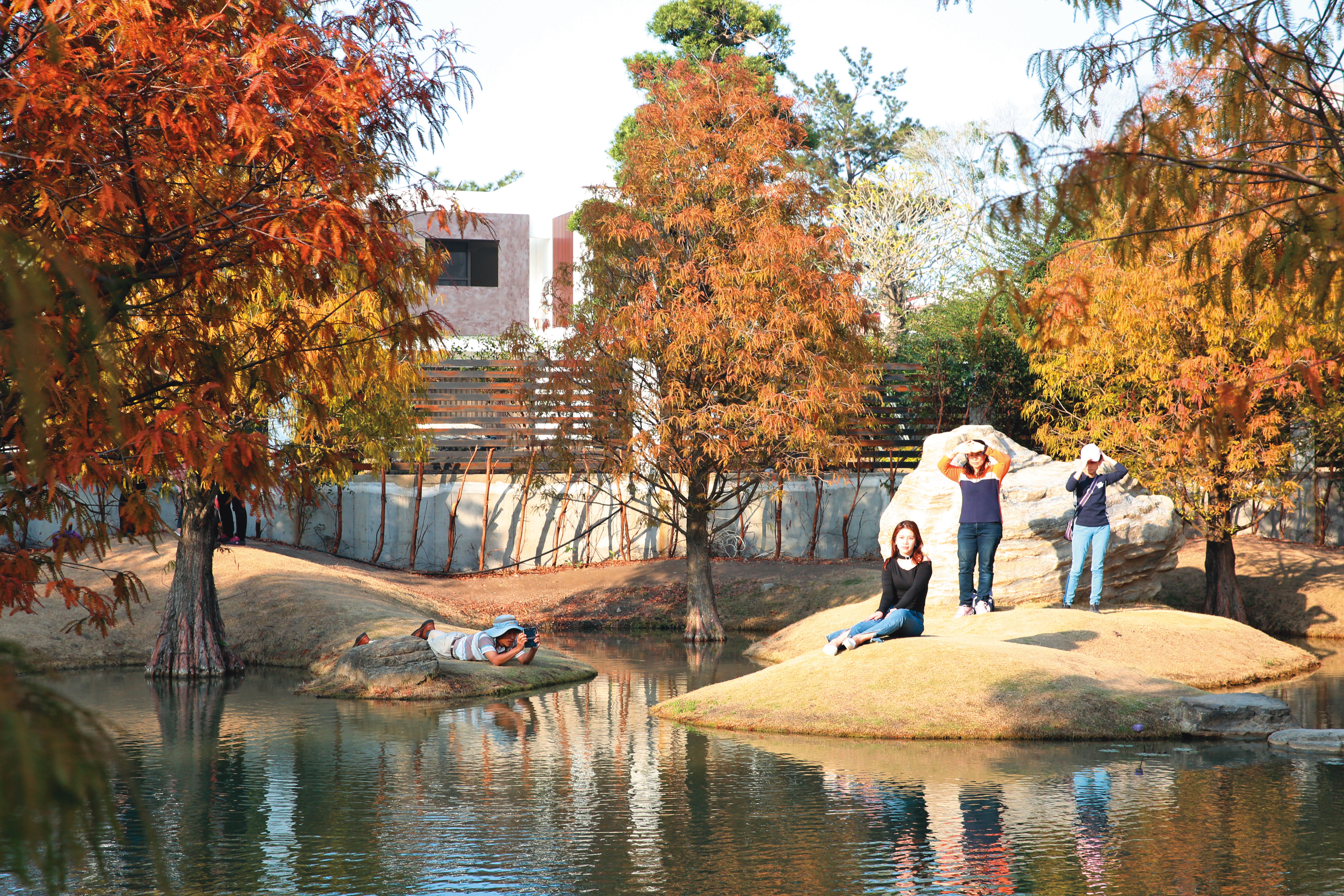 網路很夯的景點「落羽松祕境」後方，就是張榮味家族的豪華農舍。