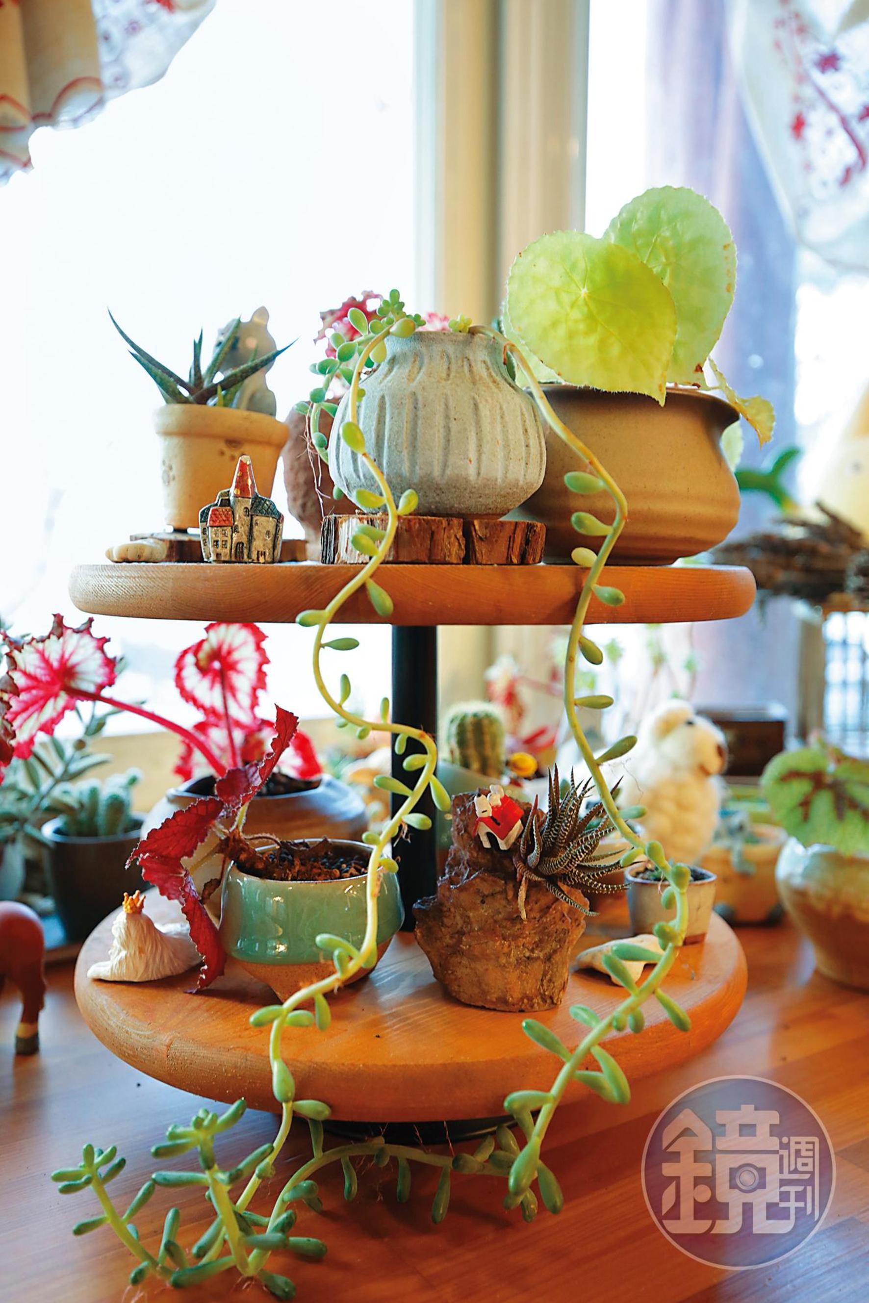 屋內的綠色植栽,增添屋內溫暖陽光的一面。