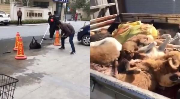 中國北京市頒布「限狗令」,要求飼養體型超過35公分的大型犬的飼主,要在3日內自行處置犬隻。(翻攝自綠黨臉書)