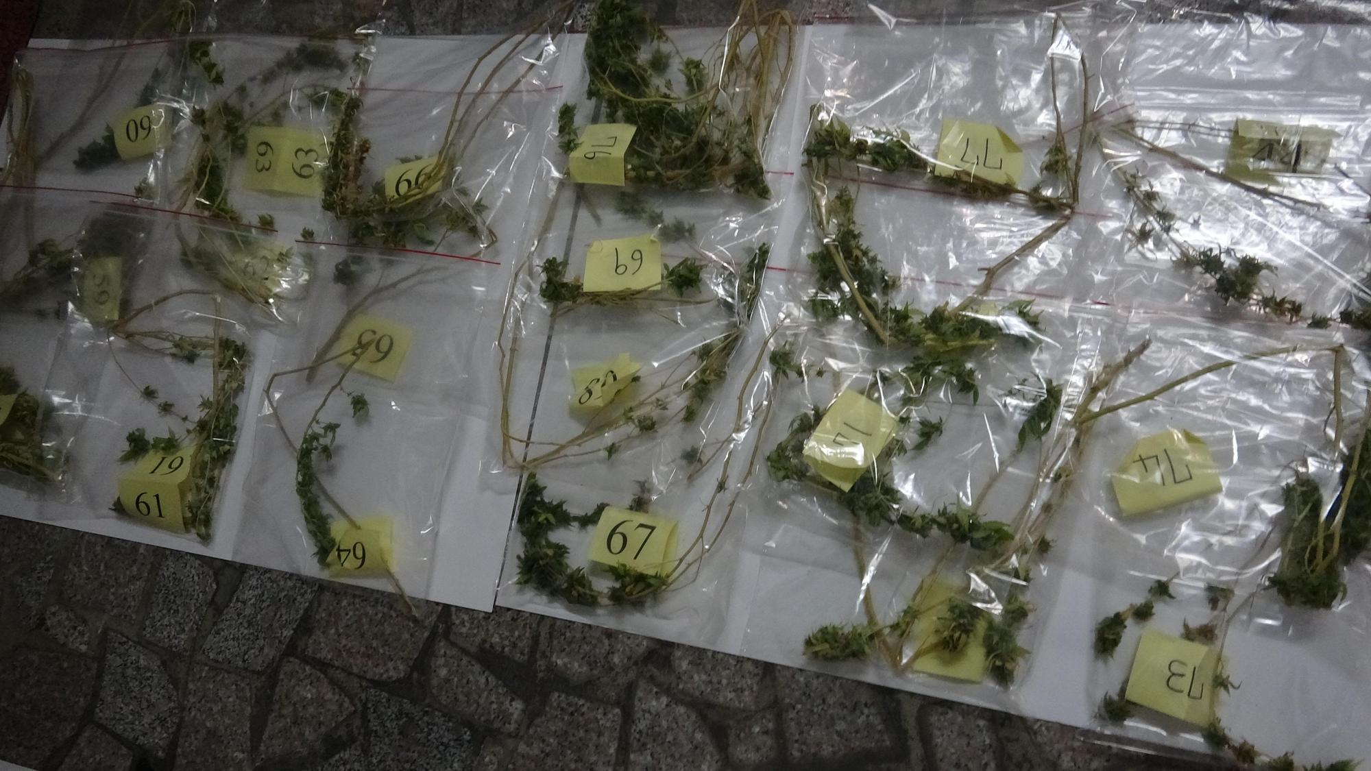 刑事局中打破獲大麻種植工廠,起出乾燥的大麻株。(翻攝畫面)