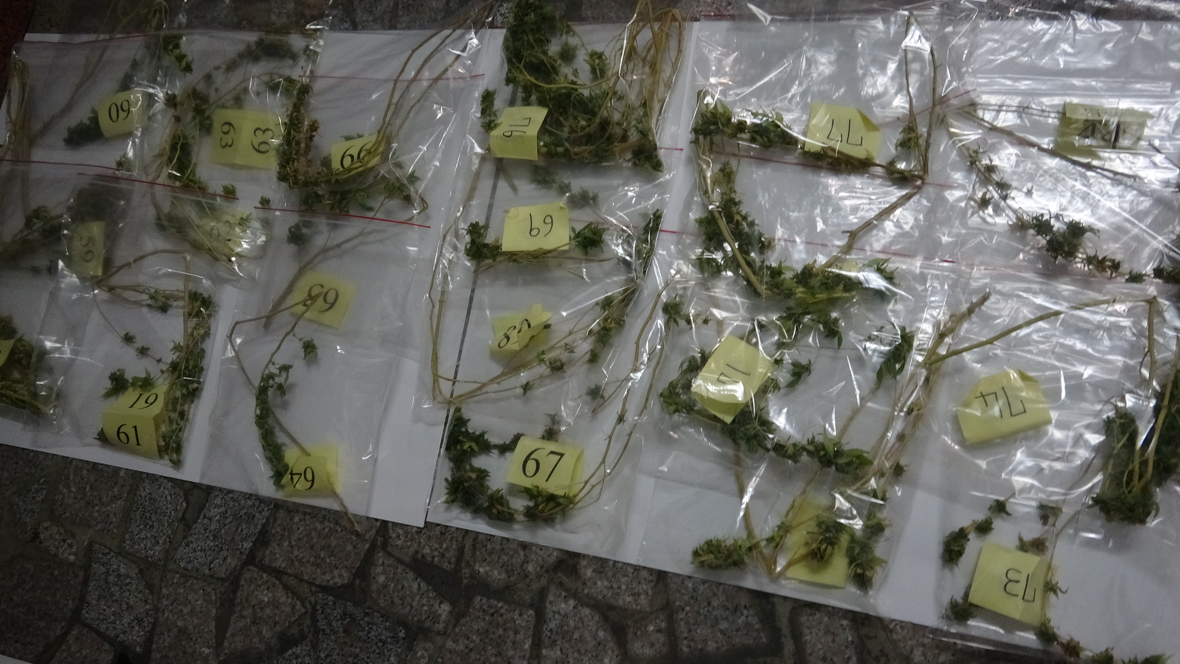 刑事局中打破獲大麻種植工廠,起出乾燥的大麻株。(翻攝畫面)