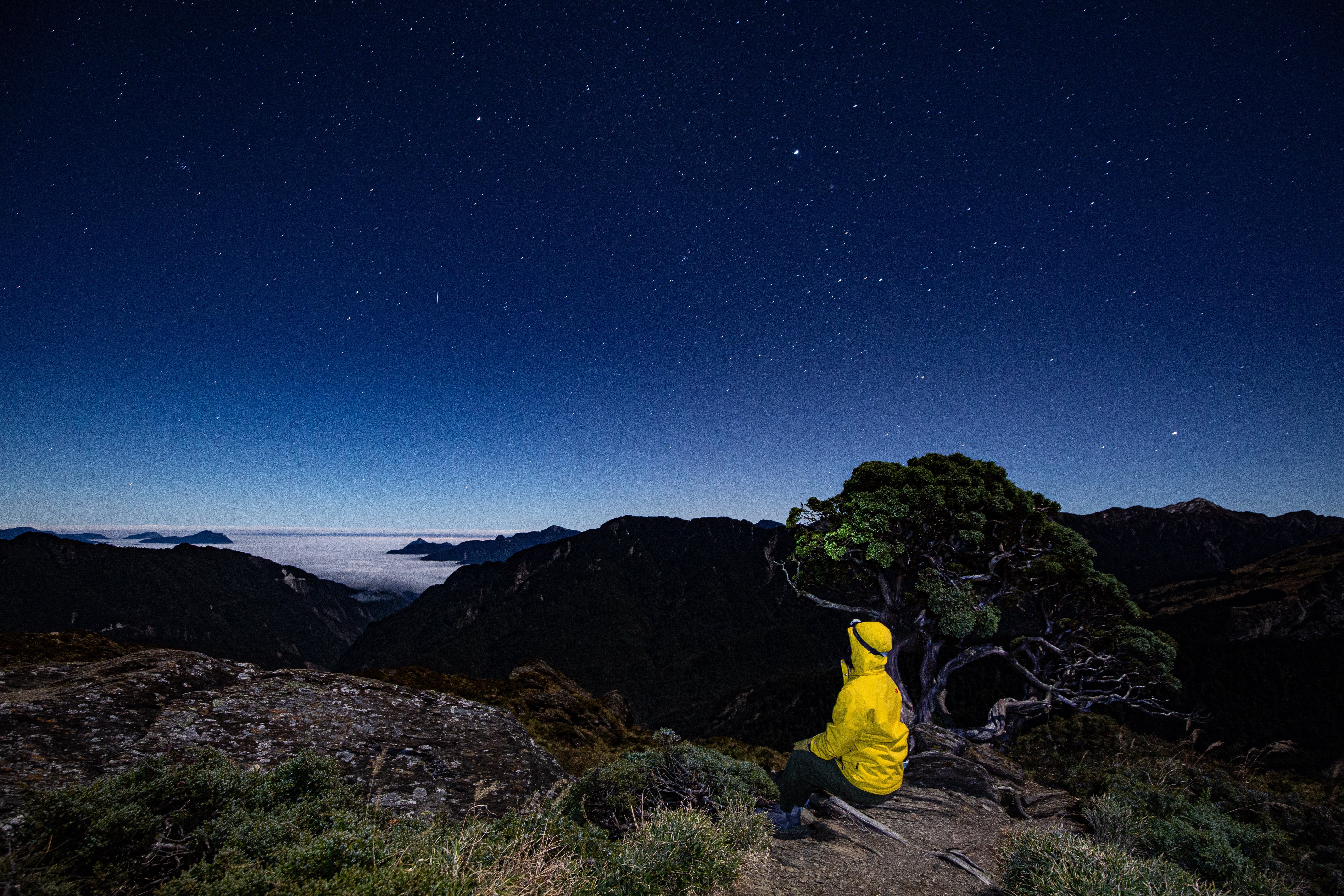 老樹伴星空，是辛苦後的成果。