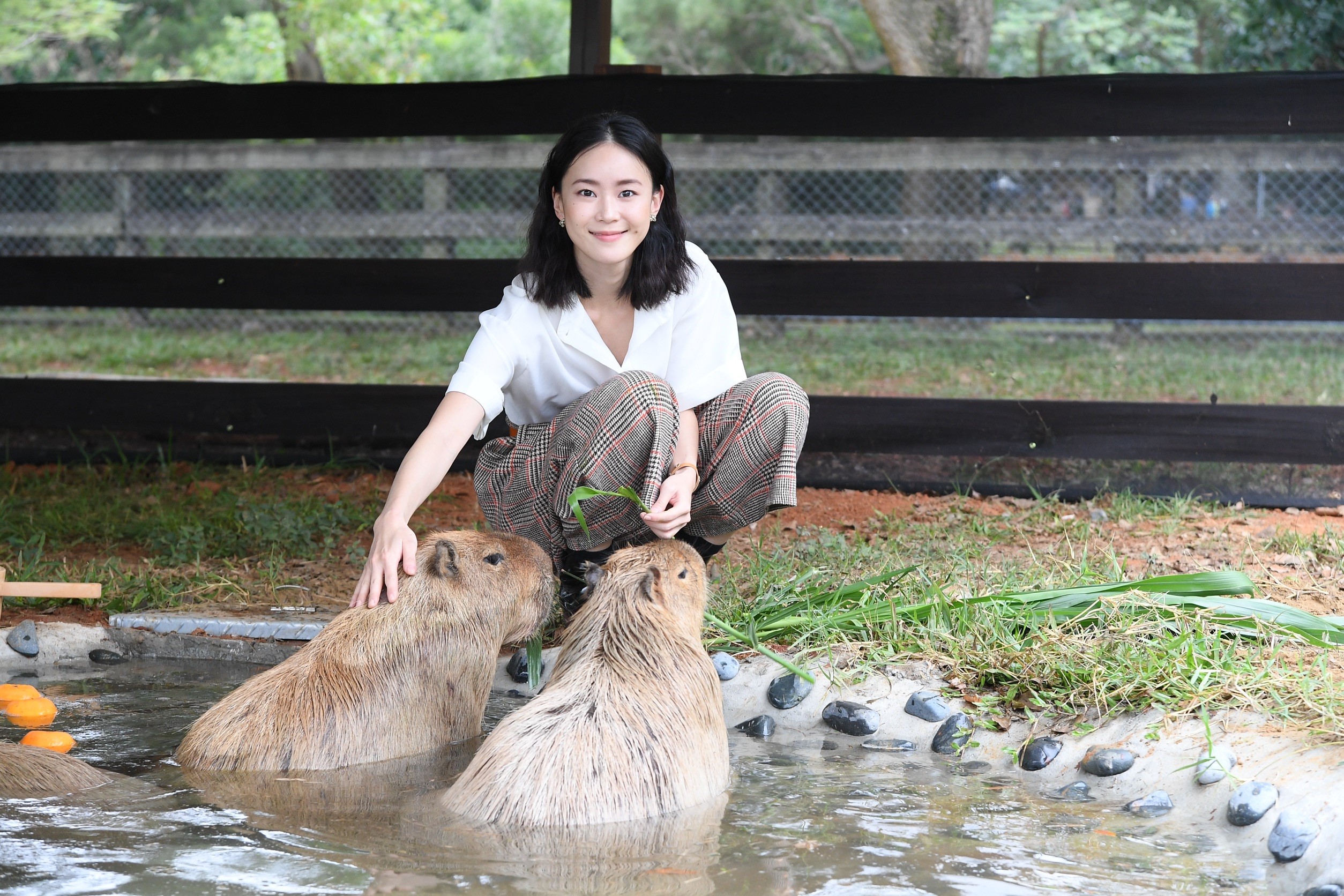 看見水豚的可愛模樣，鍾瑶少女心大爆發。（三立提供）