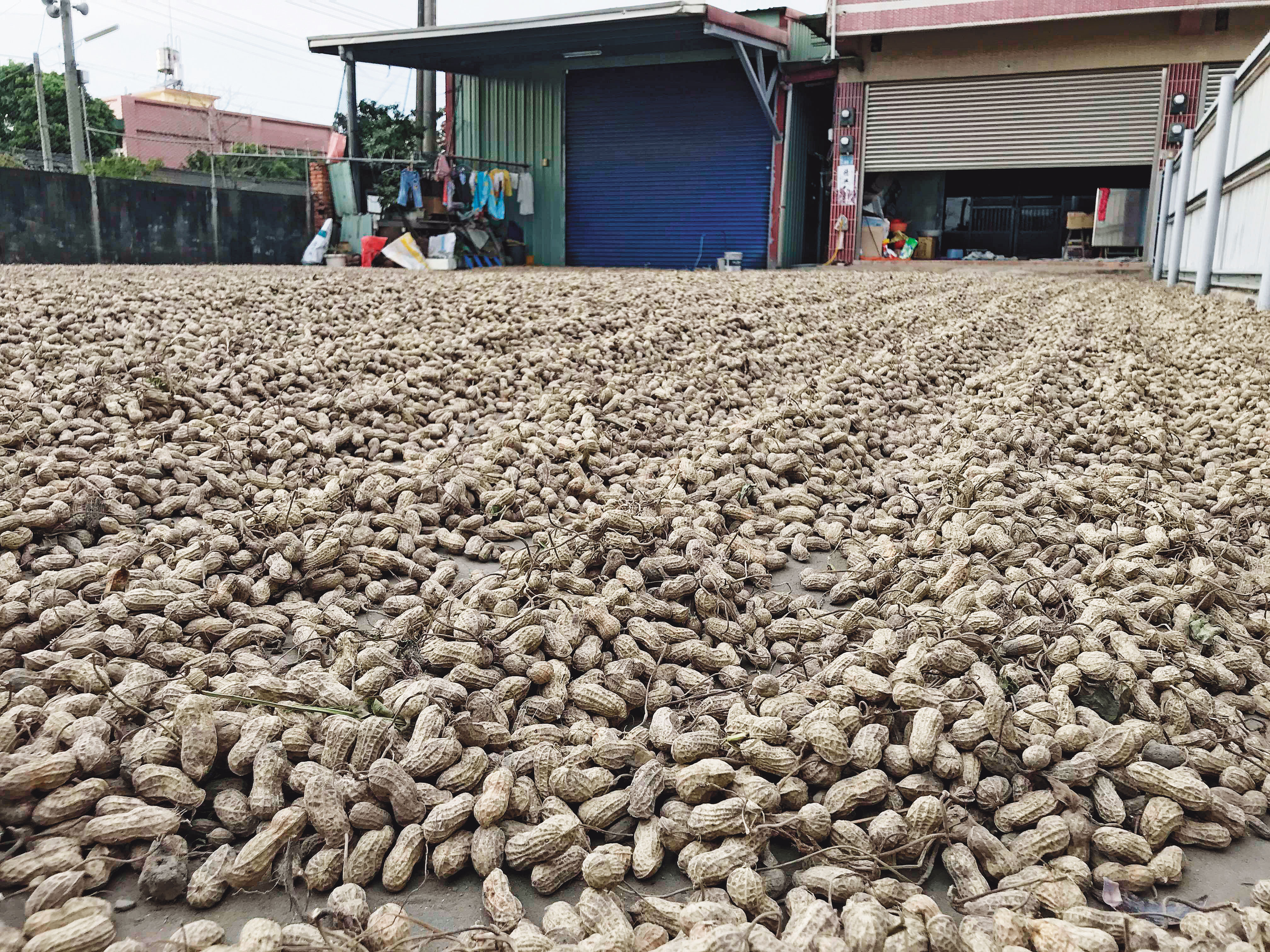 雲林花生價格之亂，正好成了大選的操作槓桿，藍綠糾纏廝殺不已。（雲林縣政府提供）
