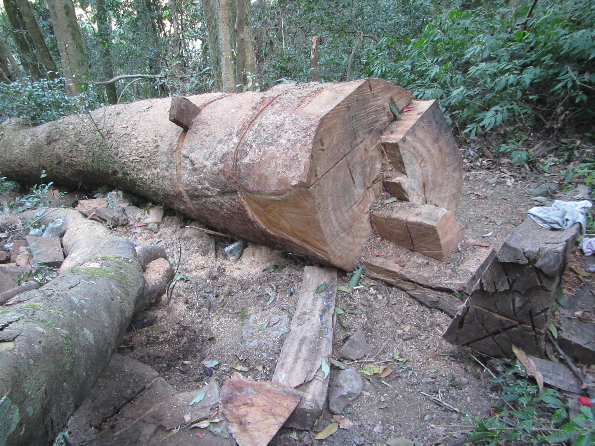 橋頭、南投及嘉義等3地檢署聯合指揮保七總隊等單位,破獲近年最大宗山老鼠集團。(翻攝畫面)