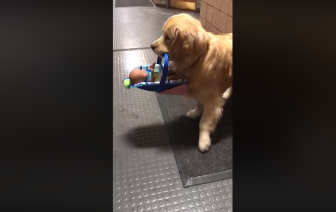 美國麻薩諸塞州一處警局募資來的玩具不明失竊，後來才發現是自家的「治療犬」所為。（翻攝臉書粉專：Franklin Police Department）