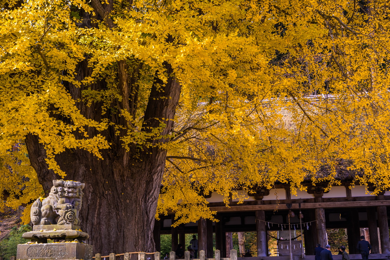800年銀杏樹充滿靈性，是新宮熊野神社最吸引人目光的地方。