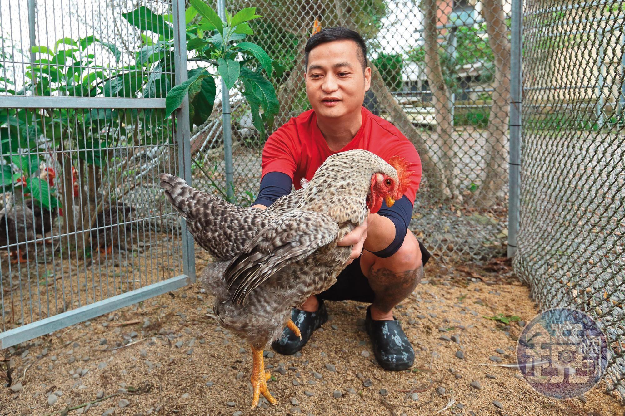 半路出家的簡佑達花費極大心力，8年前成功復育出在台灣幾近消失的蘆花雞。