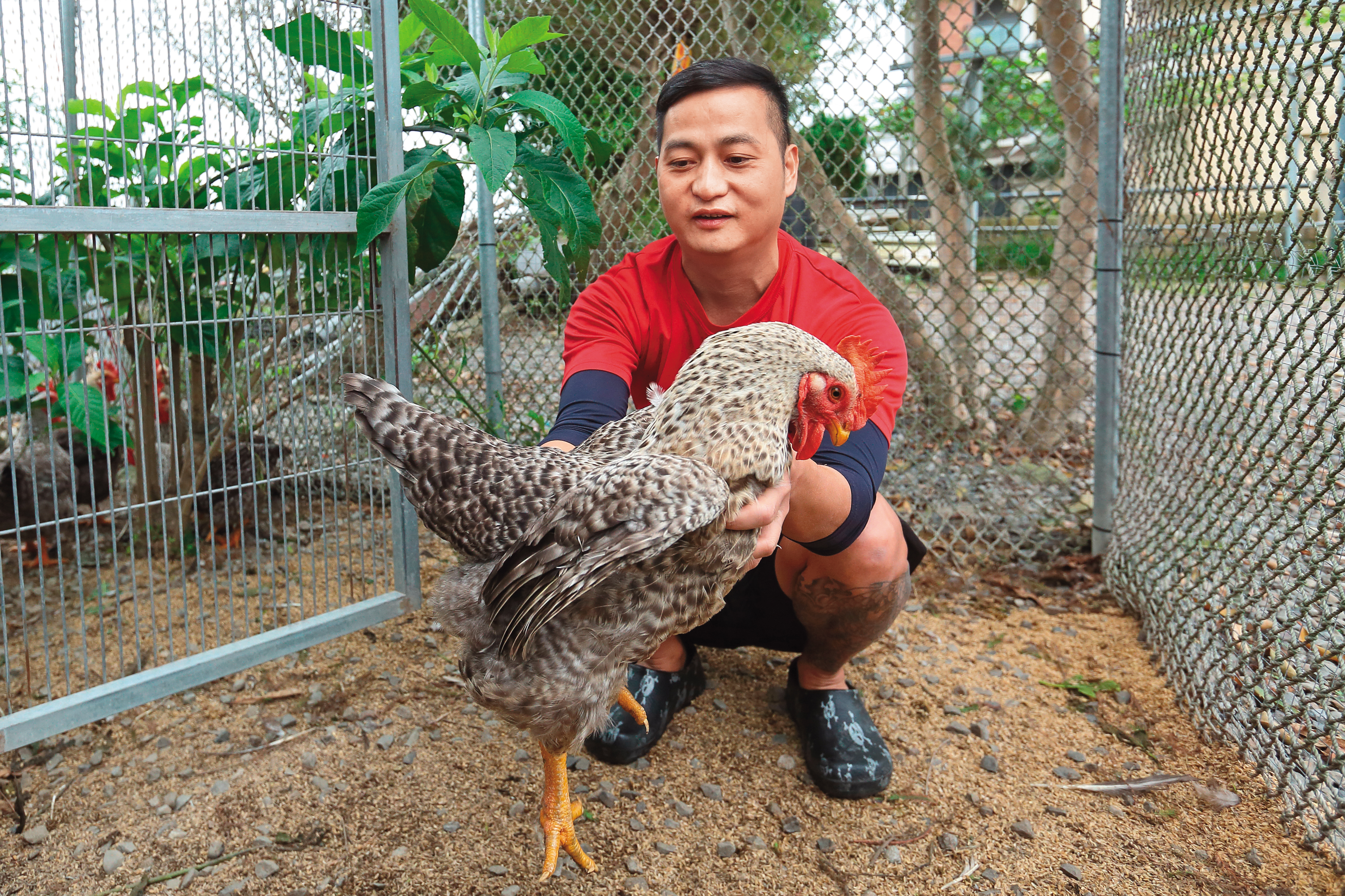 半路出家的簡佑達花費極大心力，8年前成功復育出在台灣幾近消失的蘆花雞。