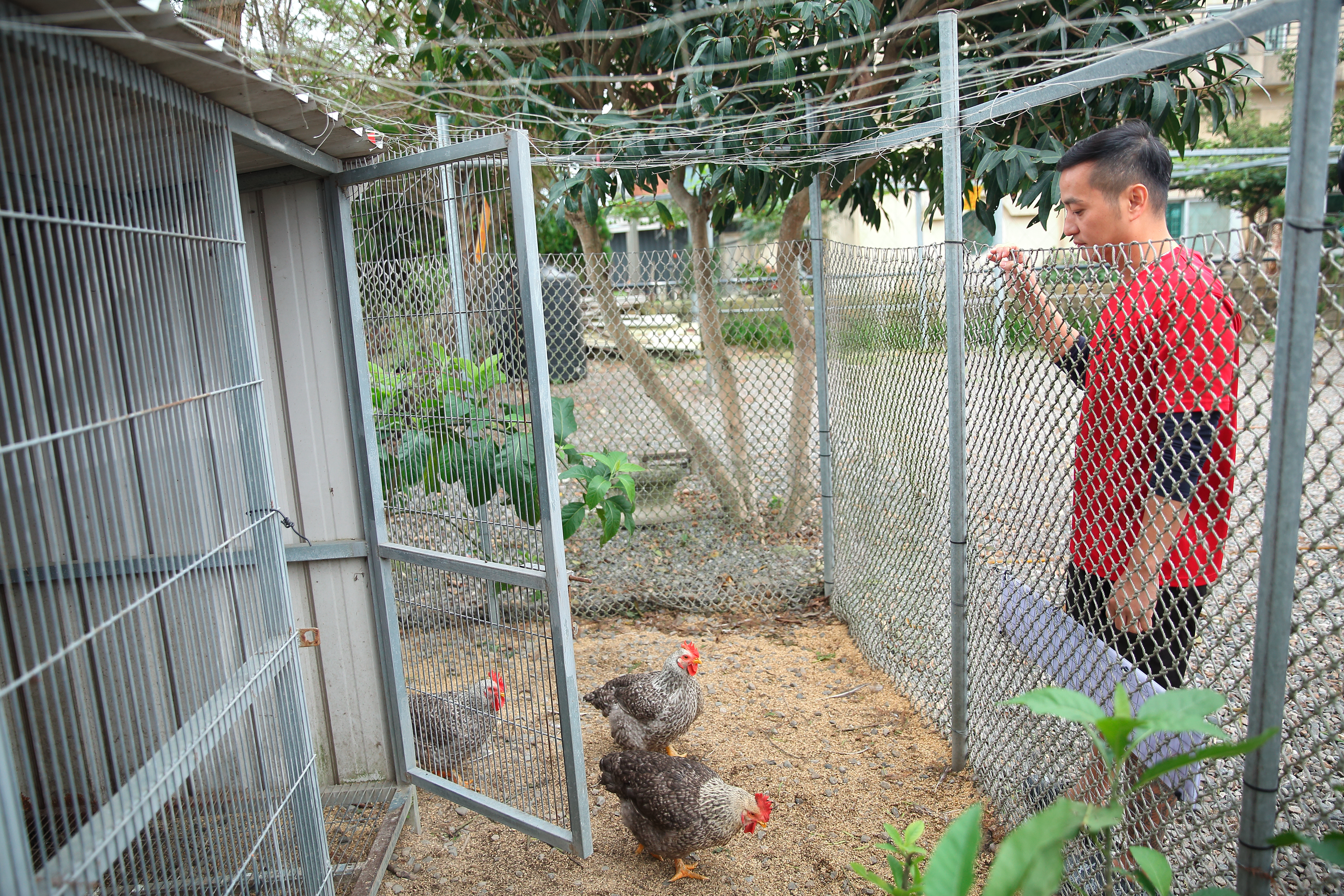 簡佑達花費極大心力，8年前在宜蘭成功復育蘆花雞。