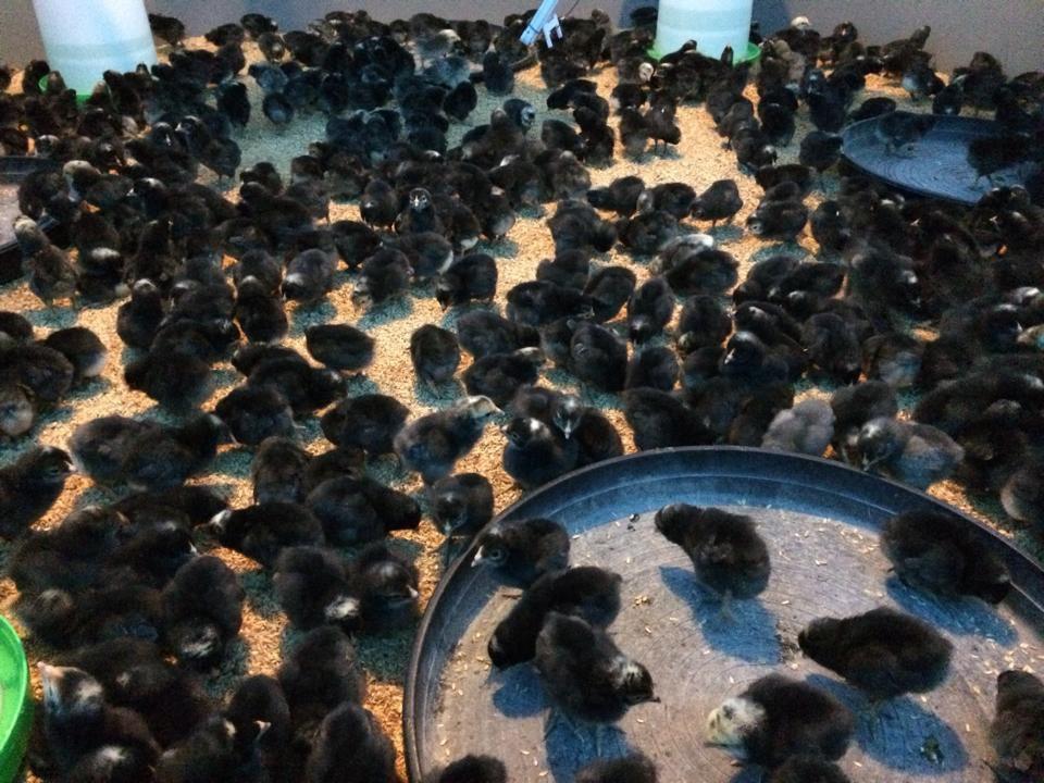 小雞怕冷，照顧時還要用燒瓦斯的加熱器保溫，減少傷亡。（簡佑達提供）