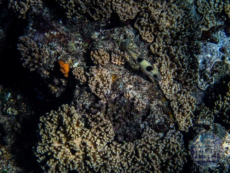 水底下看見魚群翩然游過，感覺好自在輕鬆。