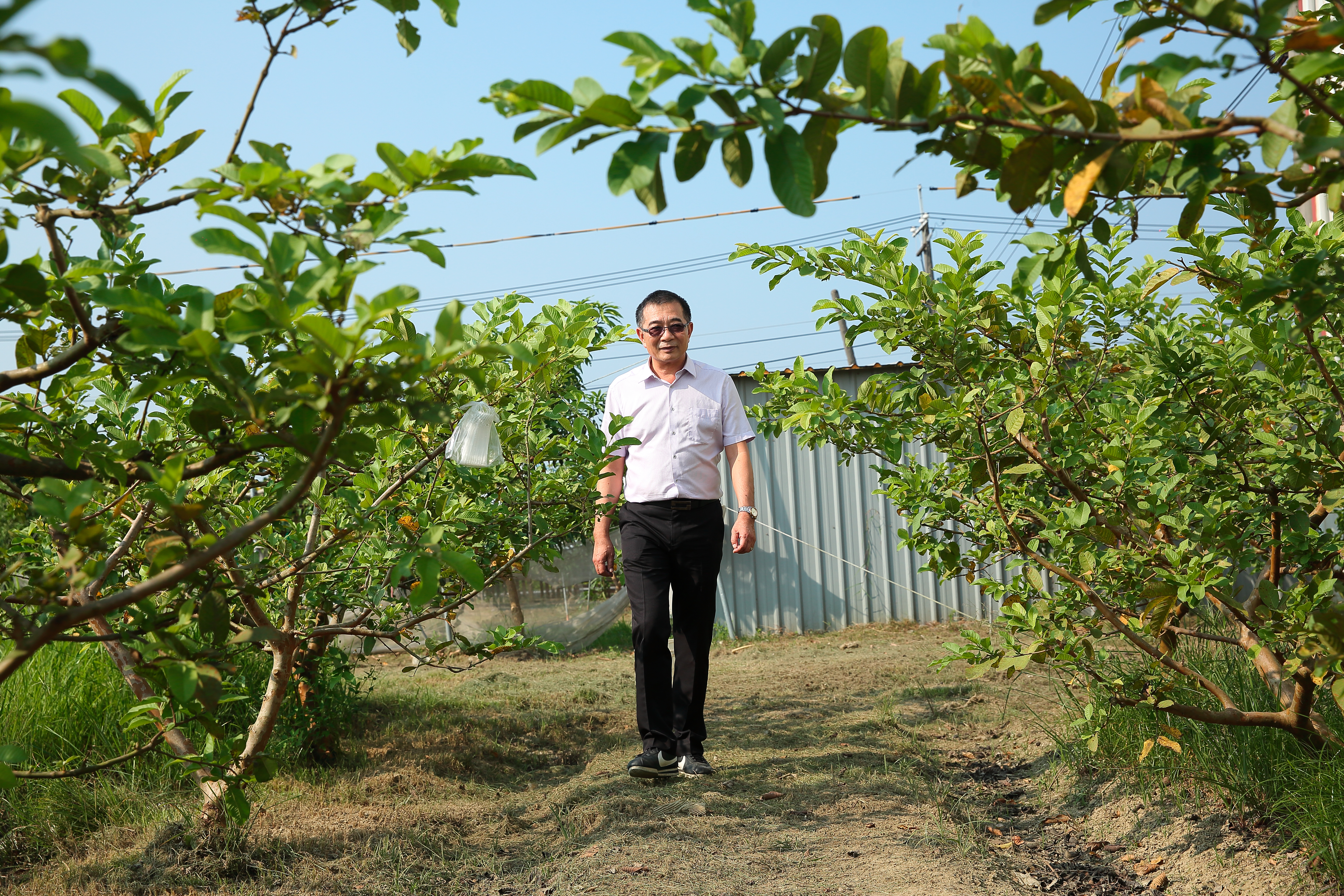 農家子弟的鄭鴻君喜歡種果樹，至少栽種10種以上果樹，每一季都有當令水果可吃。