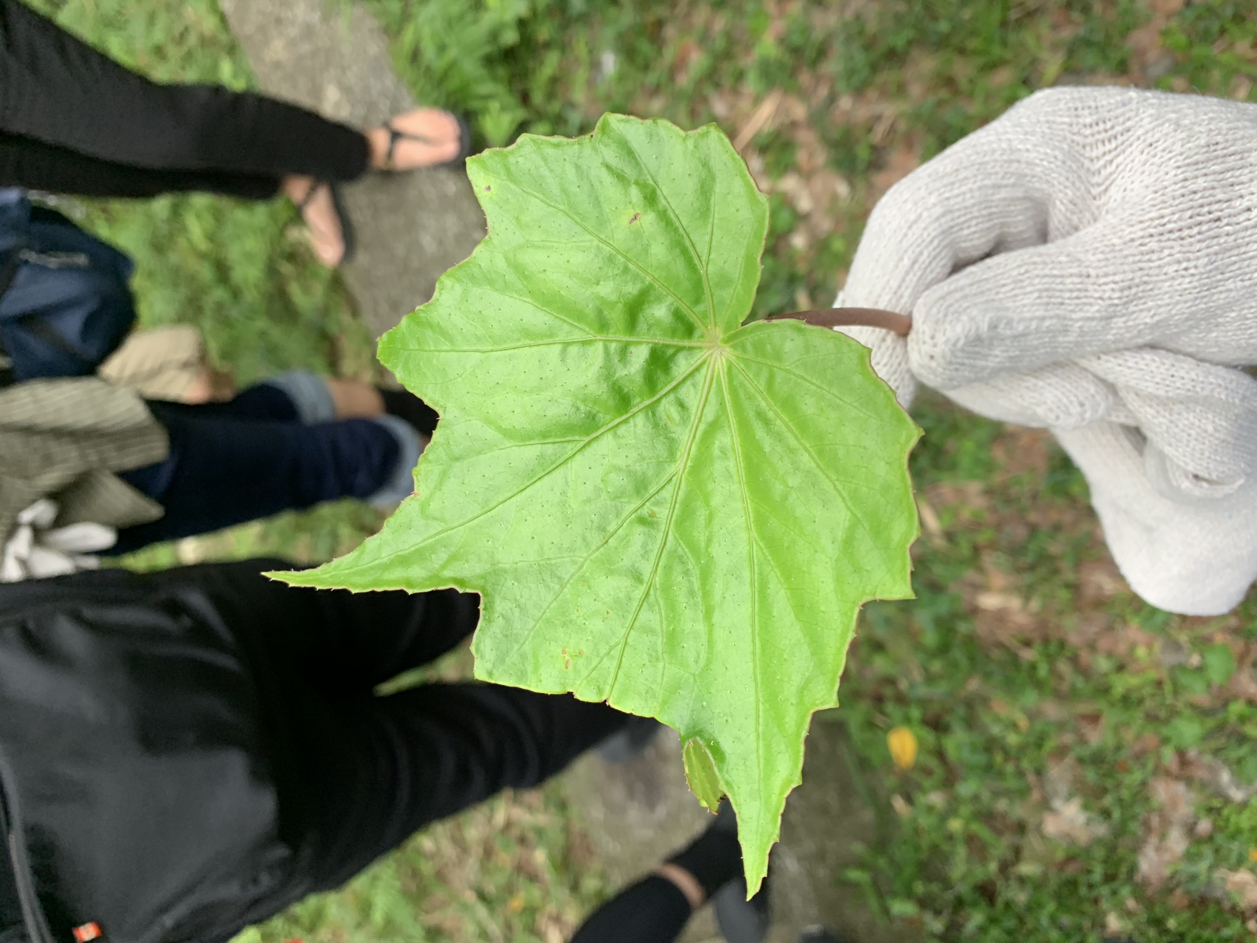 秋海棠莖葉的汁液酸甜解渴。