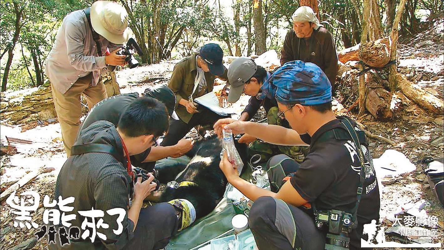 黃美秀研究團隊藉捕捉繫放台灣黑熊,拼湊出其分布狀況。(大麥影像傳播工作室提供)