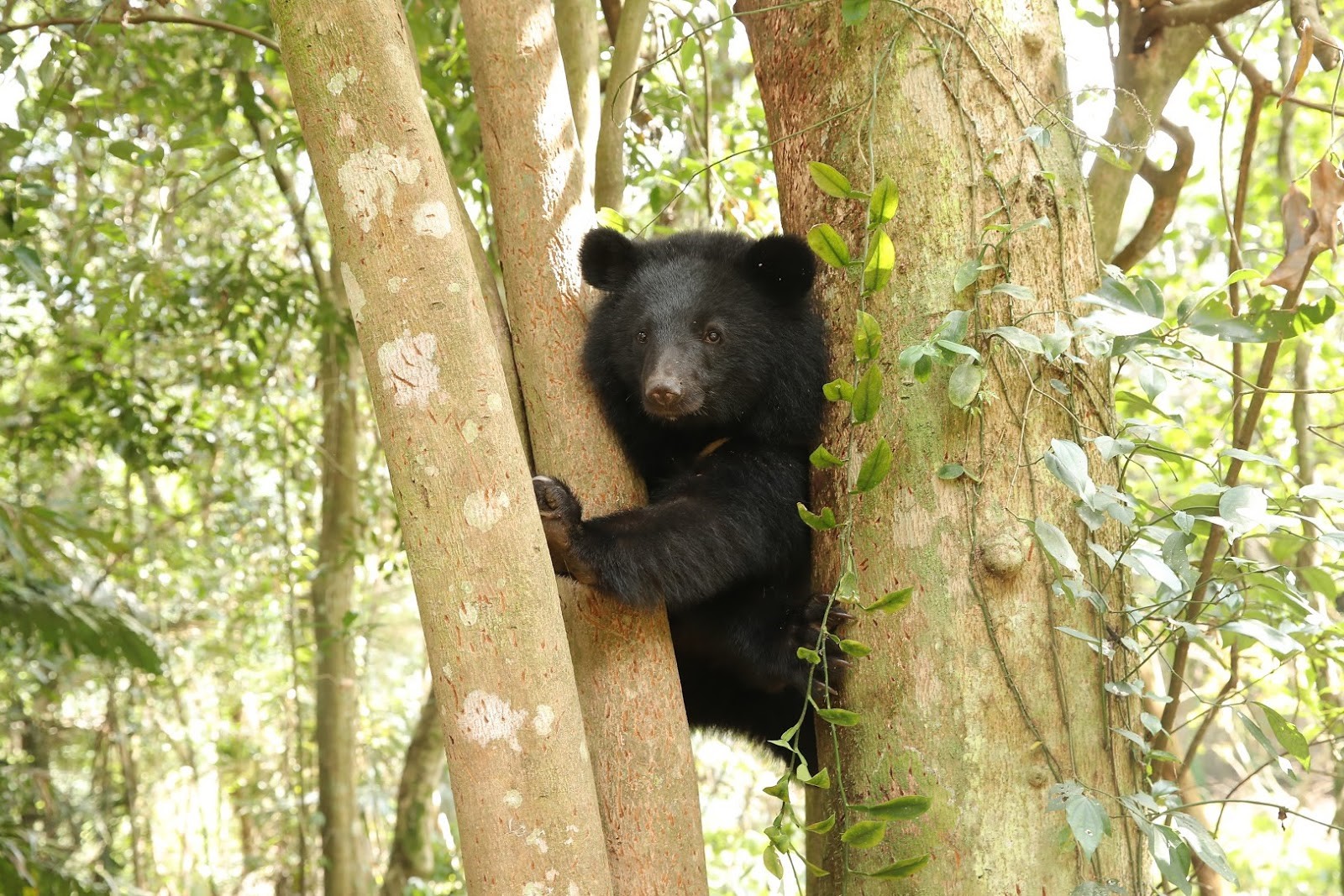 《黑熊來了》上映半個月，全台票房累積近700萬。（大麥影像傳播工作室提供）