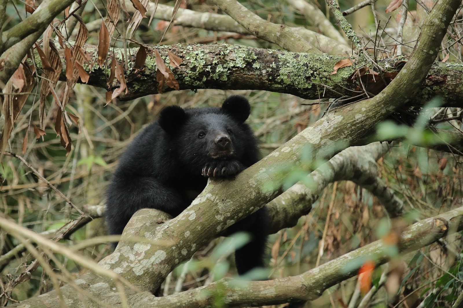 生態電影《黑熊來了》耗時11年拍攝，詳實紀錄台灣黑熊研究團隊照養野放南安小熊的過程。（大麥影像傳播工作室提供）