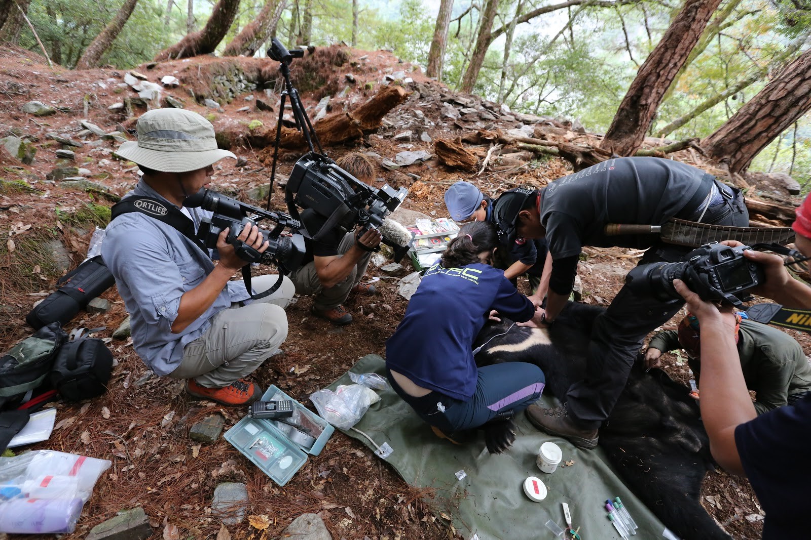 黃美秀研究團隊藉捕捉繫放台灣黑熊,拼湊其分布狀況。(大麥影像傳播工作室提供)