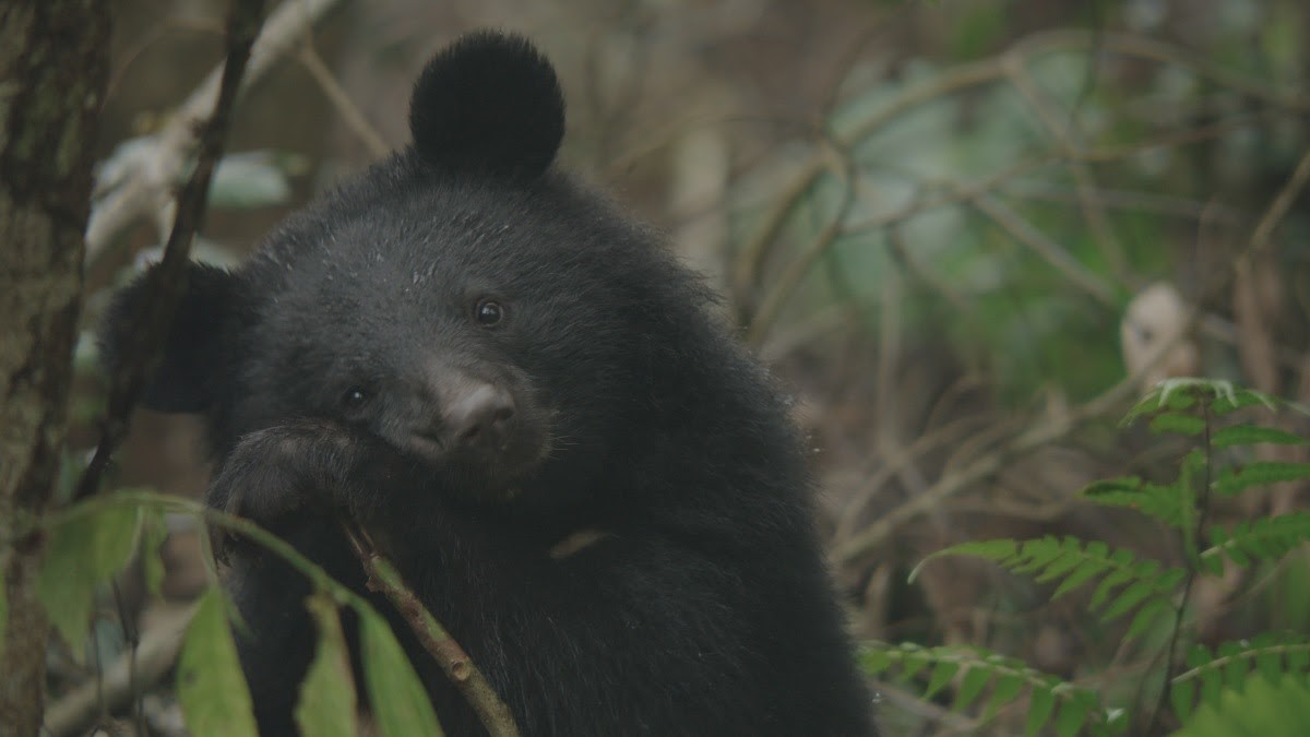 陳昇創作《黑熊來了》電影主題曲的靈感源自於南安小熊。(大麥影像傳播工作室提供)