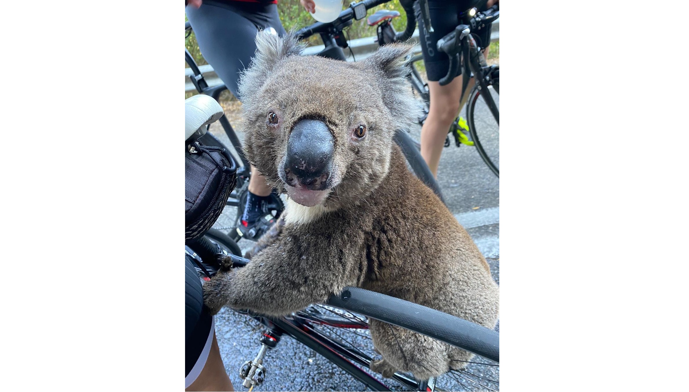 在澳洲的馬路上攔下人類討水喝的無尾熊本人。（instagram@bikebug2019）
