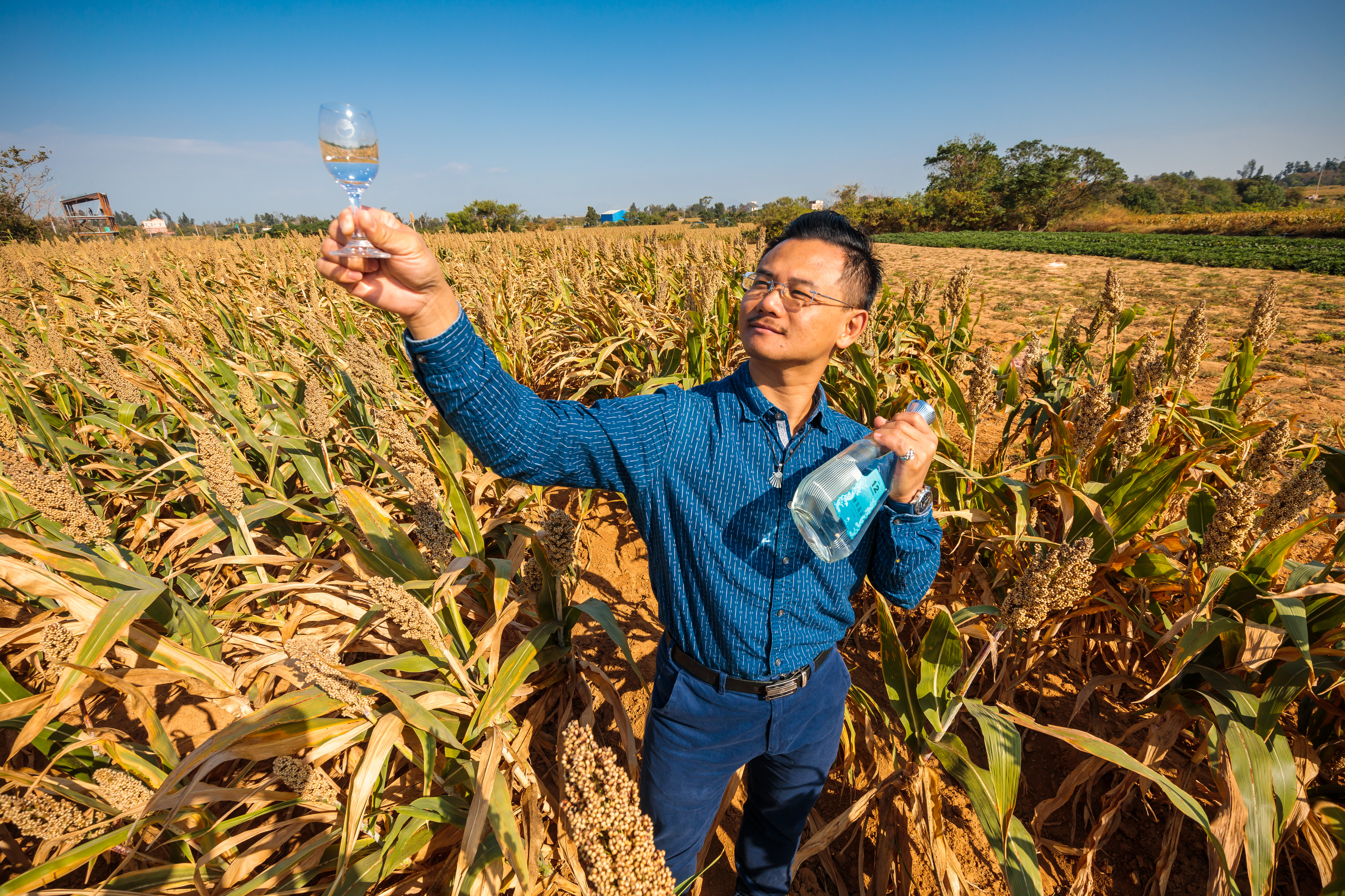 深秋來到金門尋酒，結實纍纍的高粱田是最應景的地景。