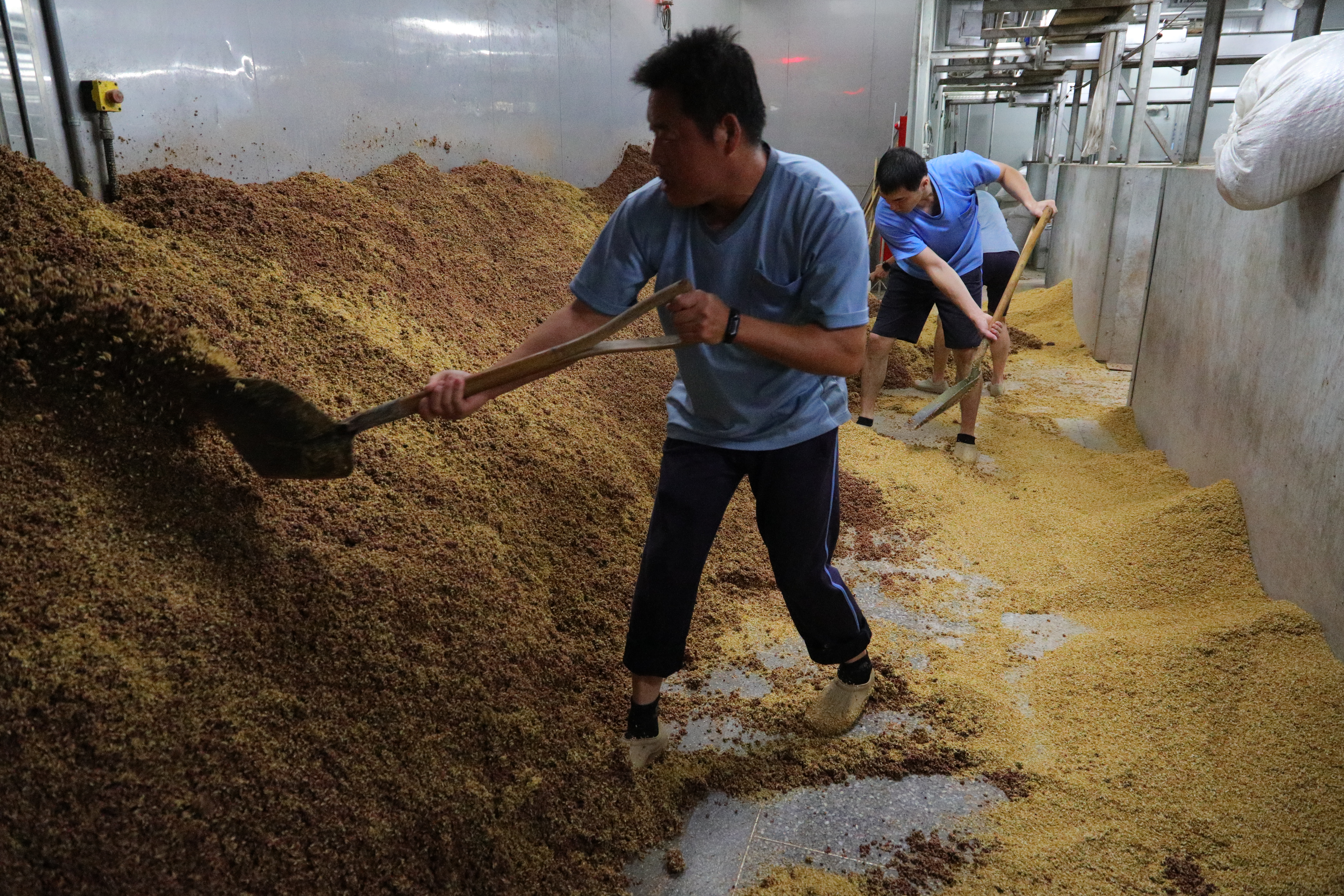 由於金門高粱酒採不打碎原料的整粒固態發酵，經過一次蒸餾後，酒醪還要二次翻堆發酵，以提高出酒率。