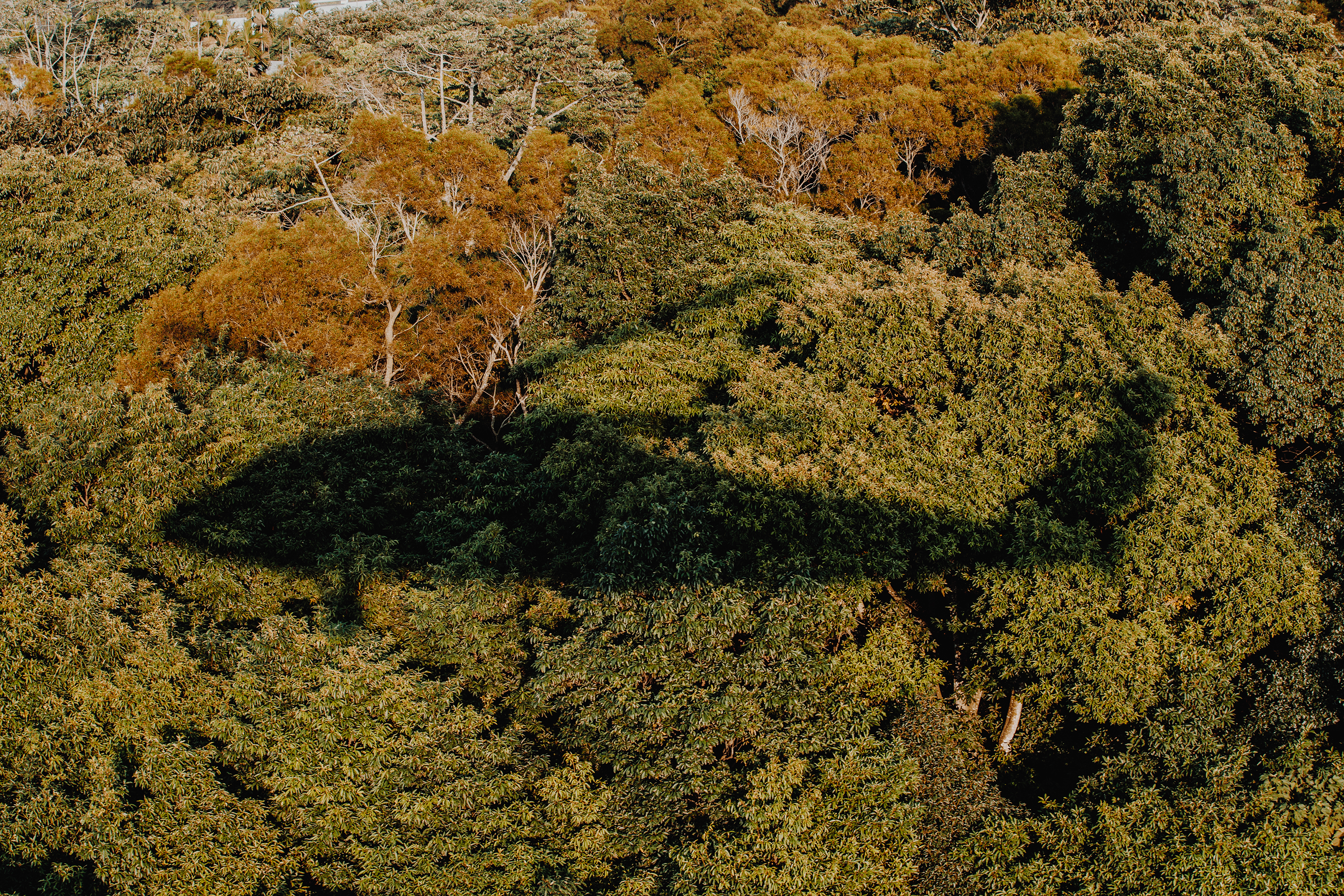 2020第2天就傳出一架黑應直升機迫降烏來山區，至本刊截稿前，包含參謀總長沈一鳴等3人尚未尋獲。（軍聞社）