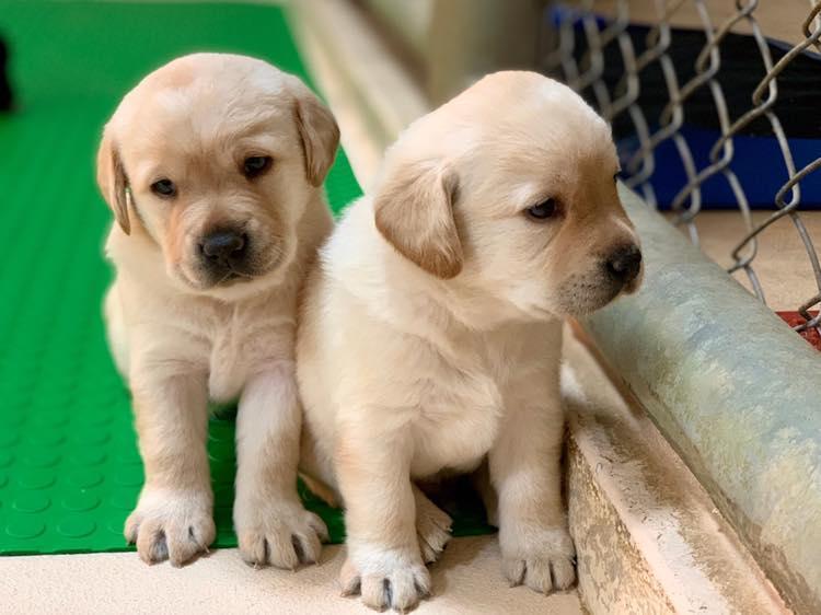 海關為緝毒犬幼犬急徵寄養家庭，幼犬可愛模樣萌翻網友。（翻攝自海關緝毒犬臉書）