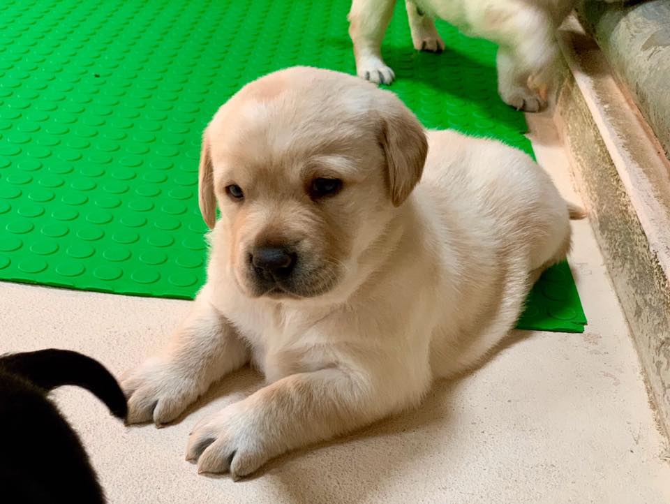海關為緝毒犬幼犬急徵寄養家庭，幼犬可愛模樣萌翻網友。（翻攝自海關緝毒犬臉書）