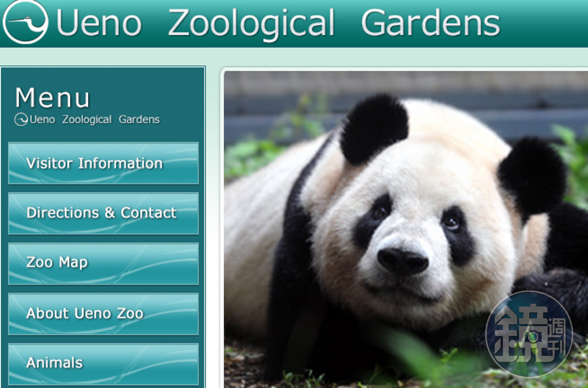 成功在東京上野動物園繁殖出生貓熊的「香香」，本該在今年6月2歲生日時歸還中國，卻因為太受歡迎，經東京都跟中國爭取，讓租約延長到2020年底。（翻攝自上野動物園官網）