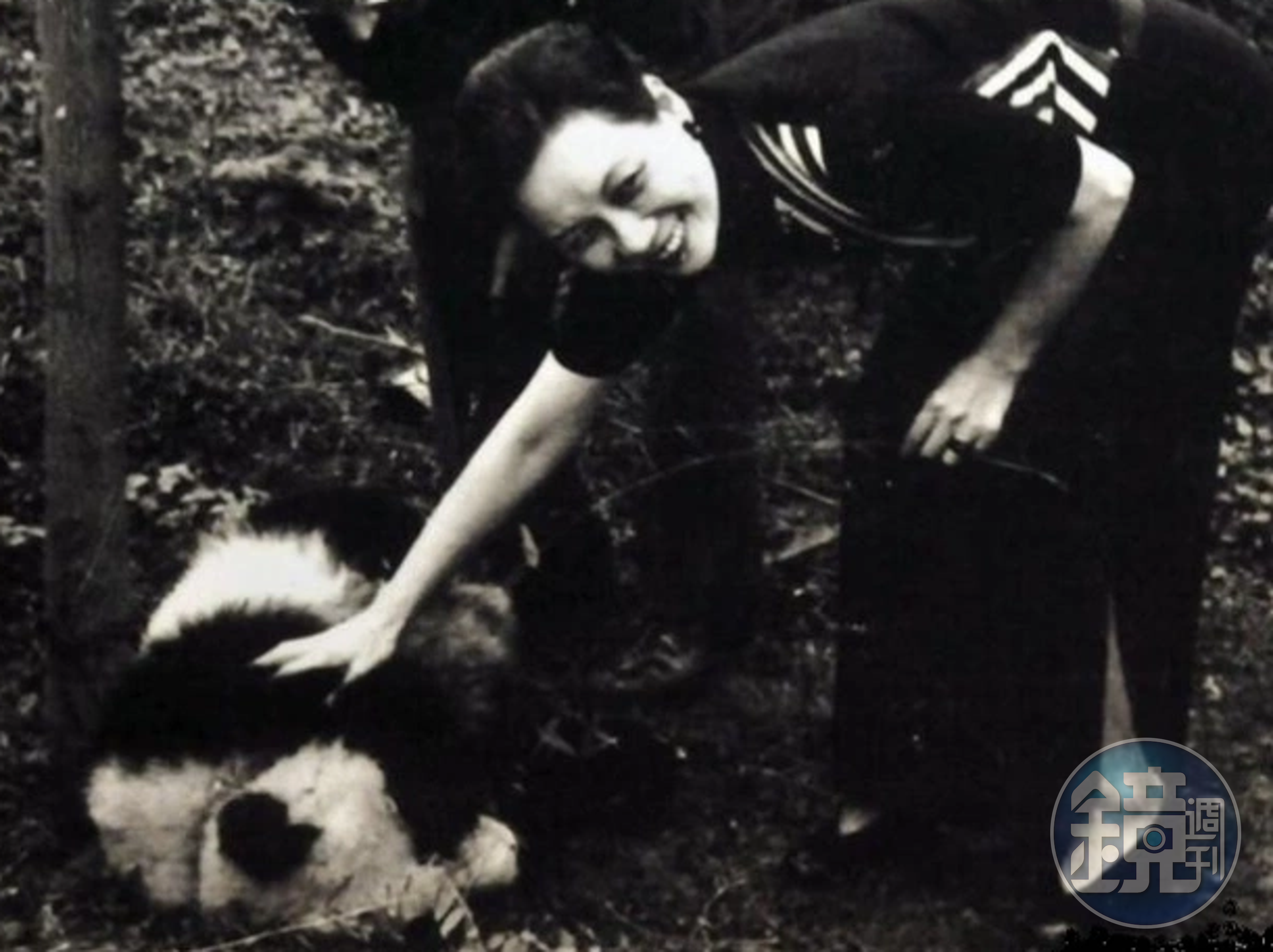 熊貓外交的歷史，最早可追溯回1941年，宋美齡和宋靄齡代表中華民國政府向美方贈送一對貓熊，以對其救濟二戰中的中國難民表示感謝。（翻攝自網路）