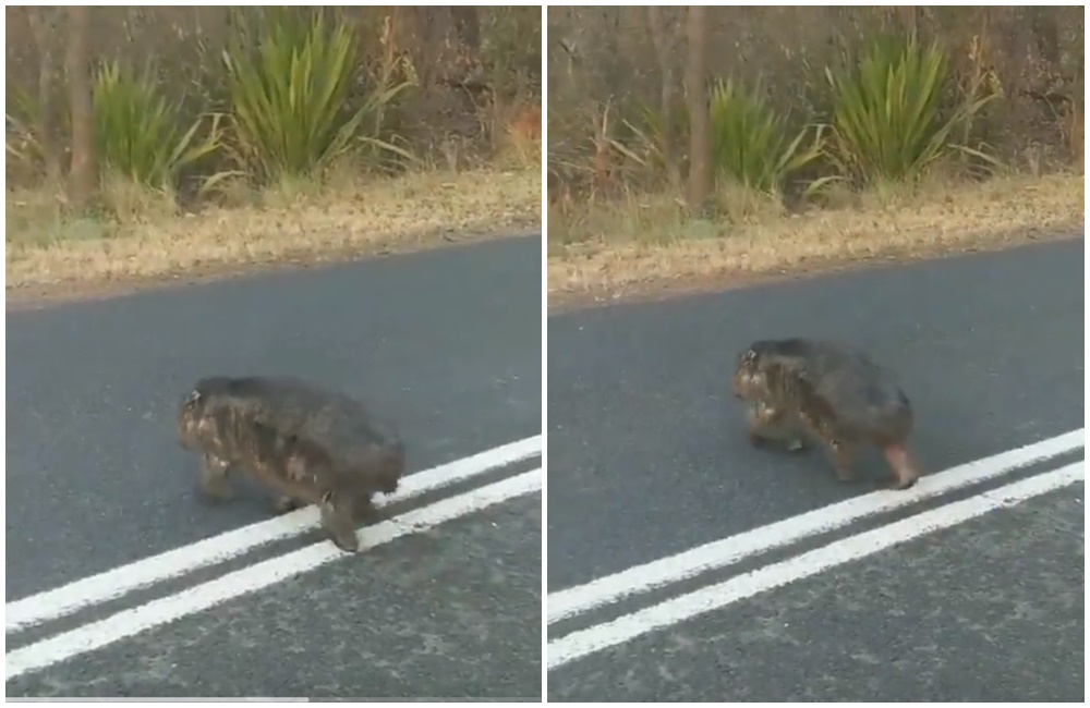 近日有澳洲民眾在公路上遇見一隻被野火燒到皮毛的袋熊。（翻攝自Michael Richardson推特）