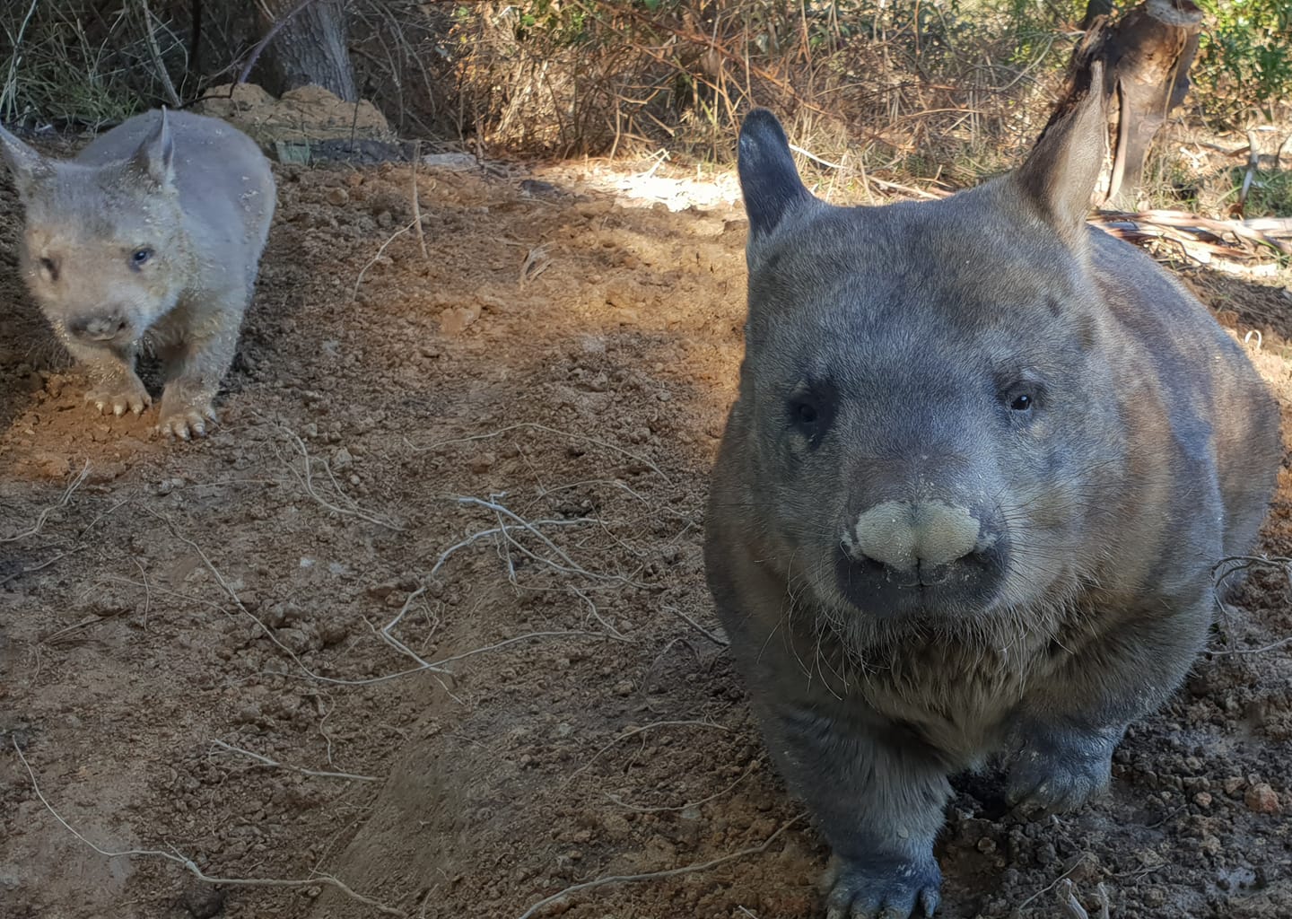 澳洲袋熊意外成了這場森林野火中，幫助許多野生動物存活下來的英雄。（翻攝自Wombat Awareness Organisation）