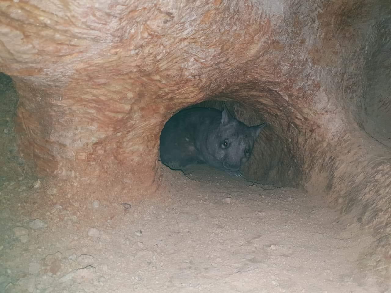 袋熊的地洞系統具有相互連絡的功能，非常巨大而堅固。（翻攝自Wombat Awareness Organisation）