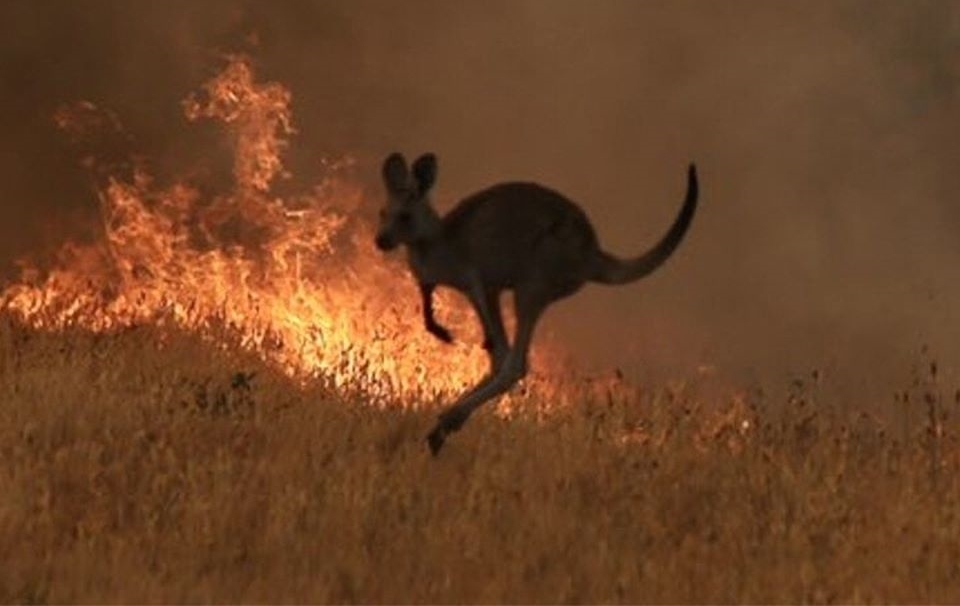 澳洲東南部野火肆虐多個月，造成23死，及不少民眾無家可歸。（翻攝自動物澳洲臉書）