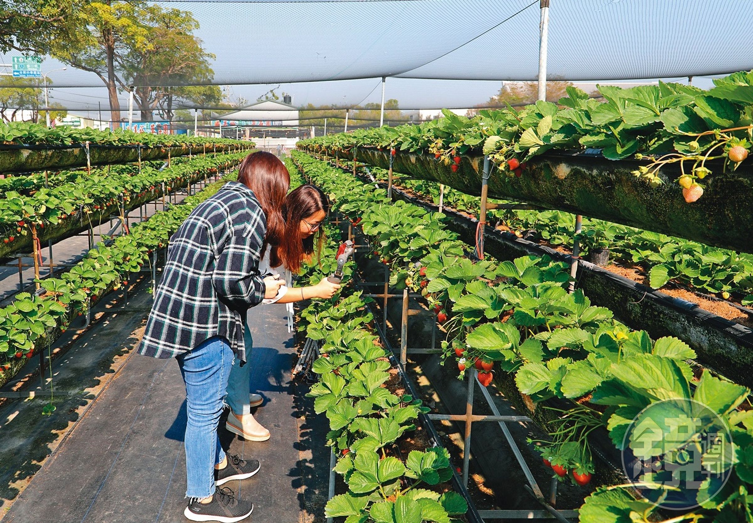 「美裕高架草莓園」十分方便遊客採果。