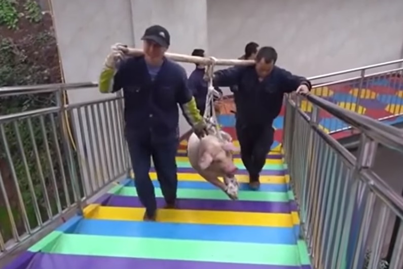重慶一處風景區工作人員將豬五花大綁扛上高空彈跳跳台。（翻攝自YouTube）