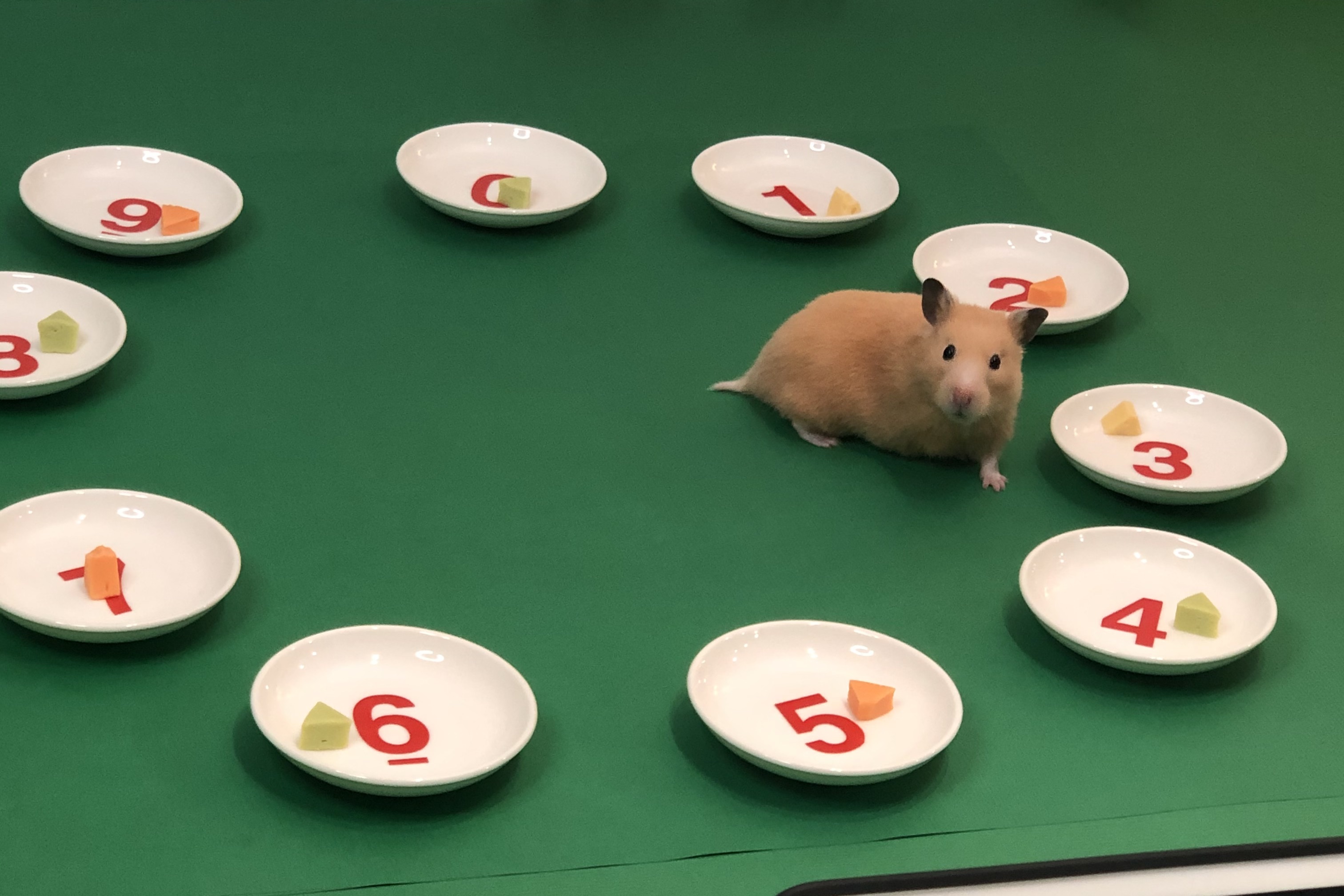 鼠網紅麥芽糖為信義房屋吃出第一個號碼。