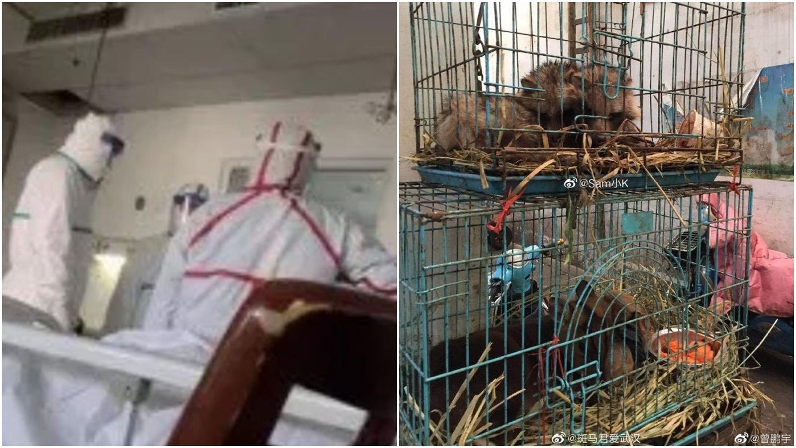 武漢肺炎病原確定是非法野生動物,專家呼籲中國人別再吃野味。(合成圖,翻攝自微博、北青深一度)
