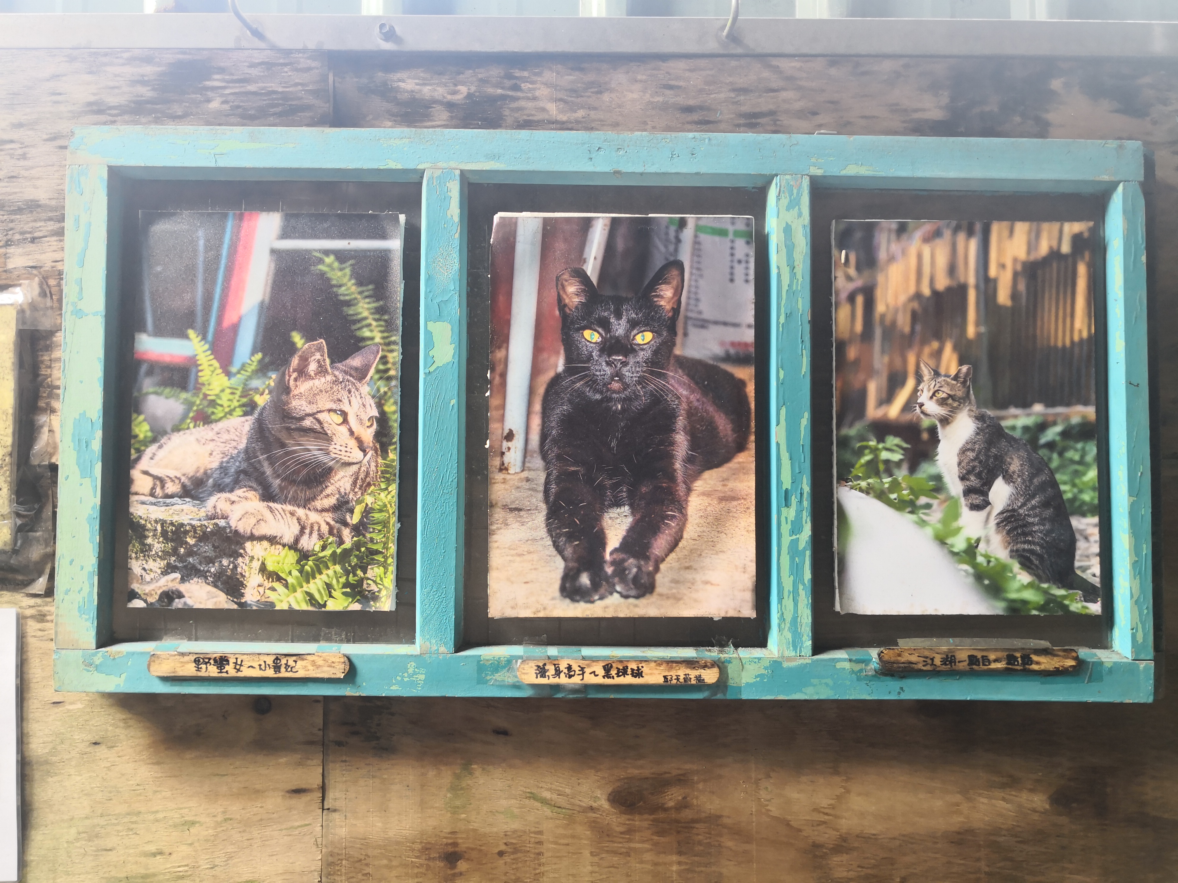 菁桐老街上掛著放養的喵星人照片，並註明他們的名字。