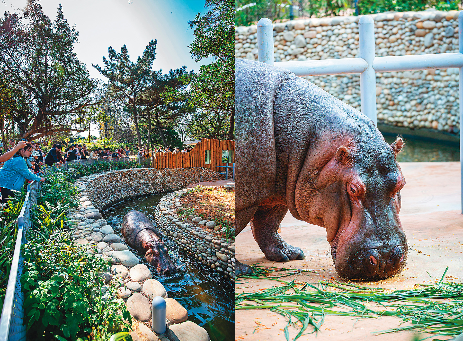 每到餵食時間，河馬樂樂就會回到岸上吃飯（右圖）；吃完午餐後，樂樂隨即潛入水池中（左圖）。 